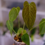 Anthurium Queen of Heart / アンスリウム クイーン オブ ハート⑳ / 観葉植物<育て方・花言葉>