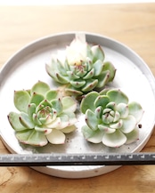 一部発根済カット苗 チワワエンシス 陰陽錦 S Echeveria chihuahuaensis 'Yin Yang Variegated'