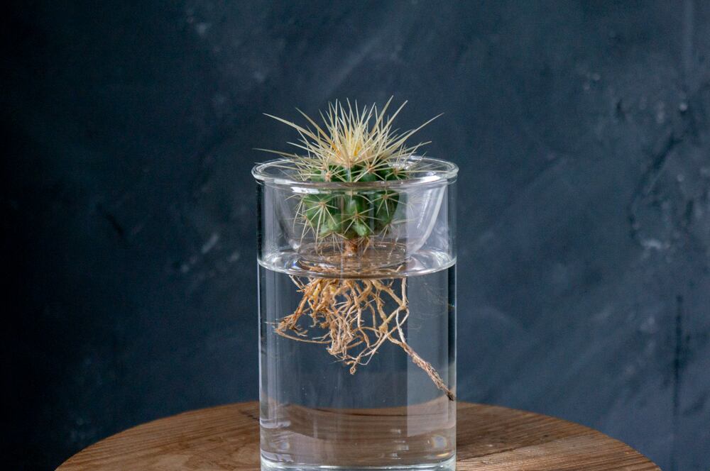 13番15番 ワンワン 様専用 孔雀サボテン港まつり joy18jp様専用