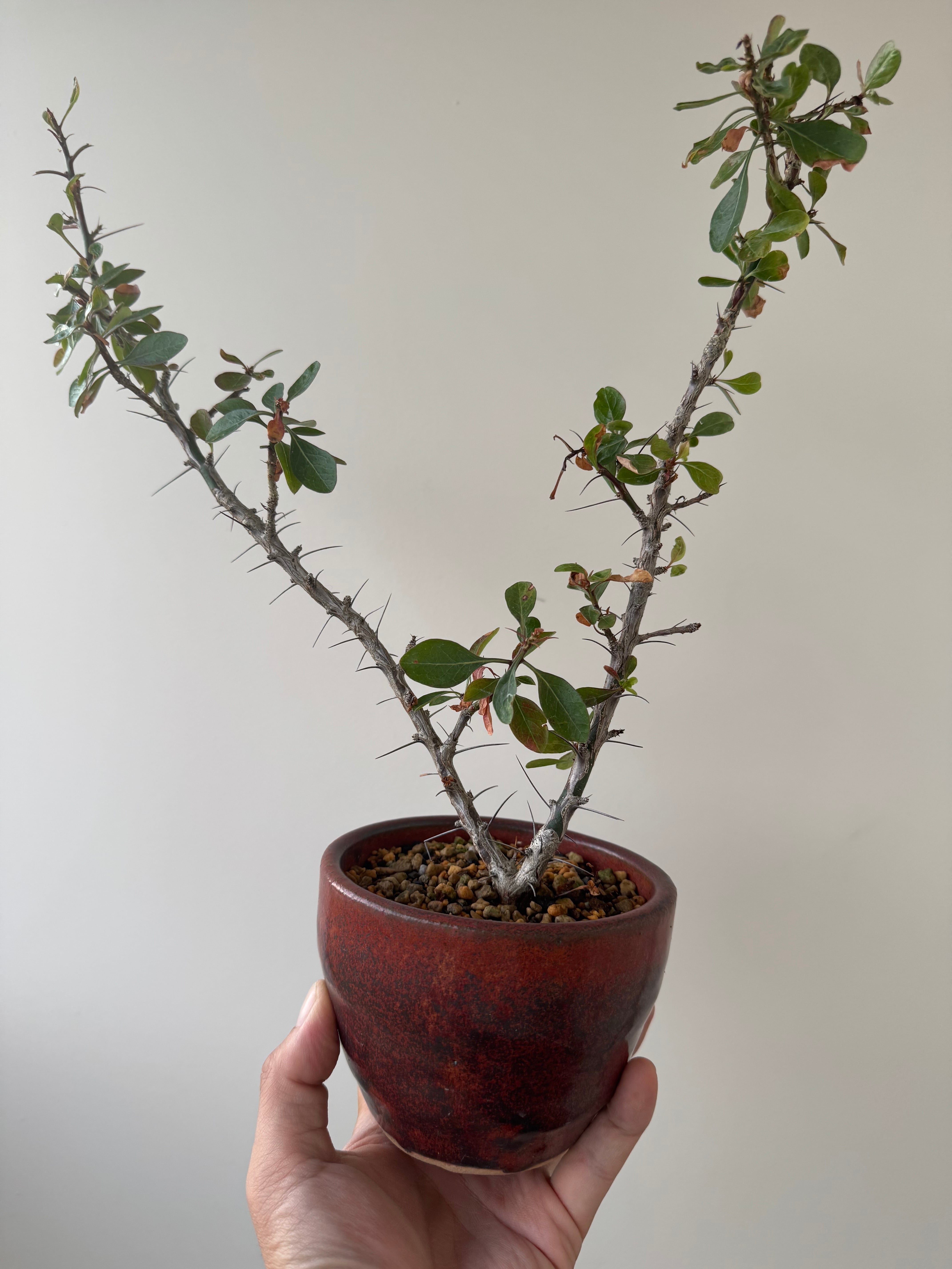 【新着】Fouquieria fasciculata【2年管理の極上品/陶器鉢入り】フォークイエリア ファシクラータ