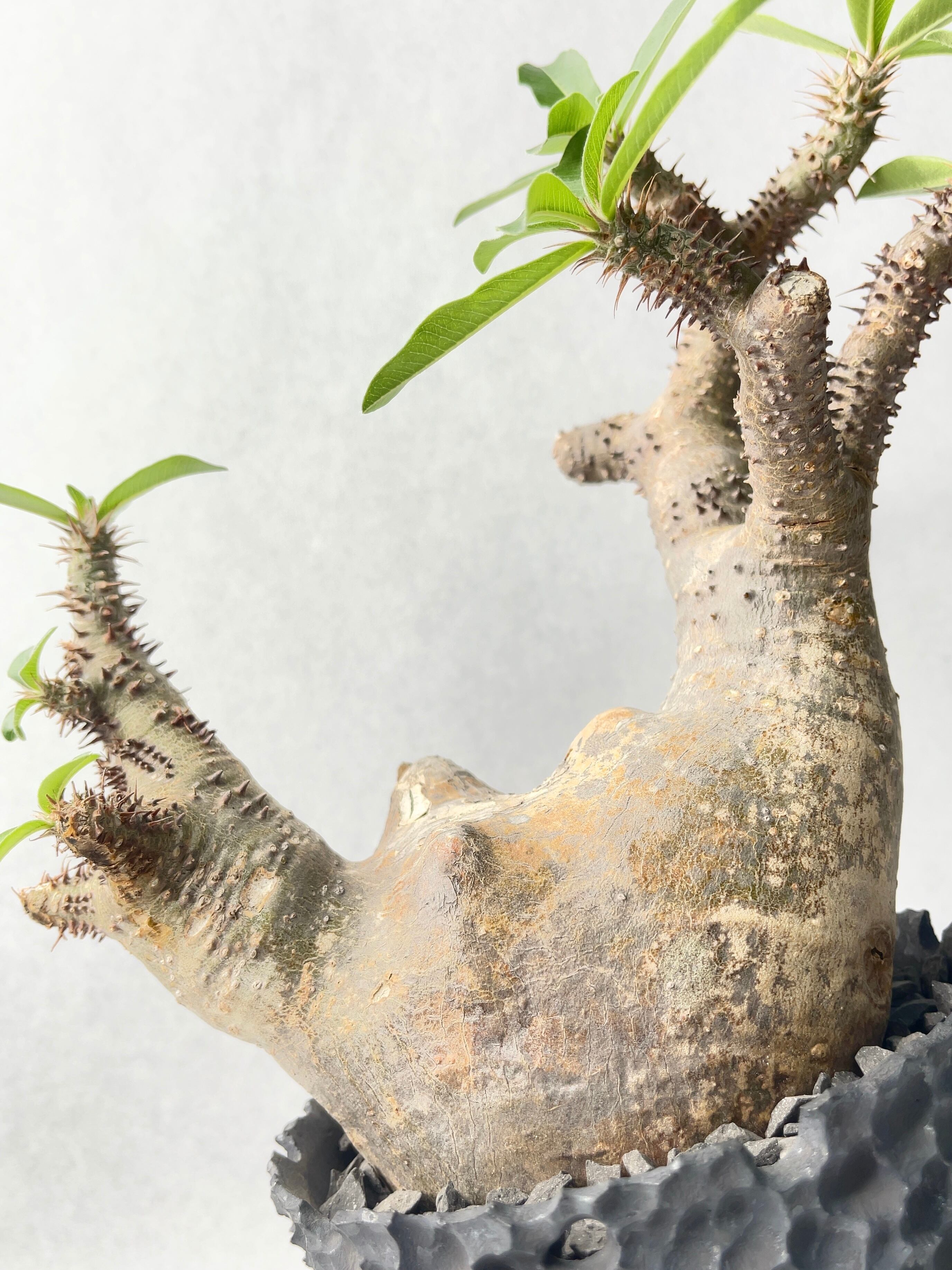 パキポディウム・マカイエンセ | trigger