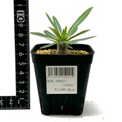 パキポディウム　恵比寿大黒×タッキー【002】