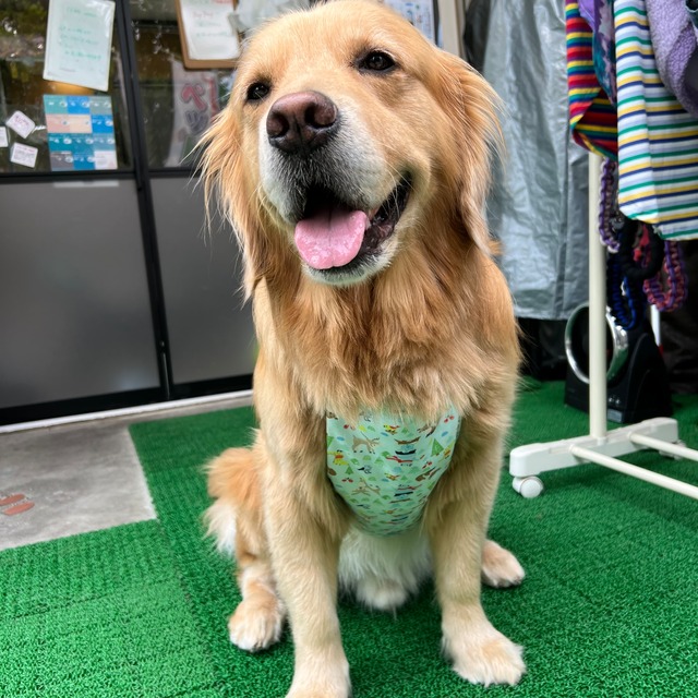 犬用品　アイスベスト延長マジックテープ