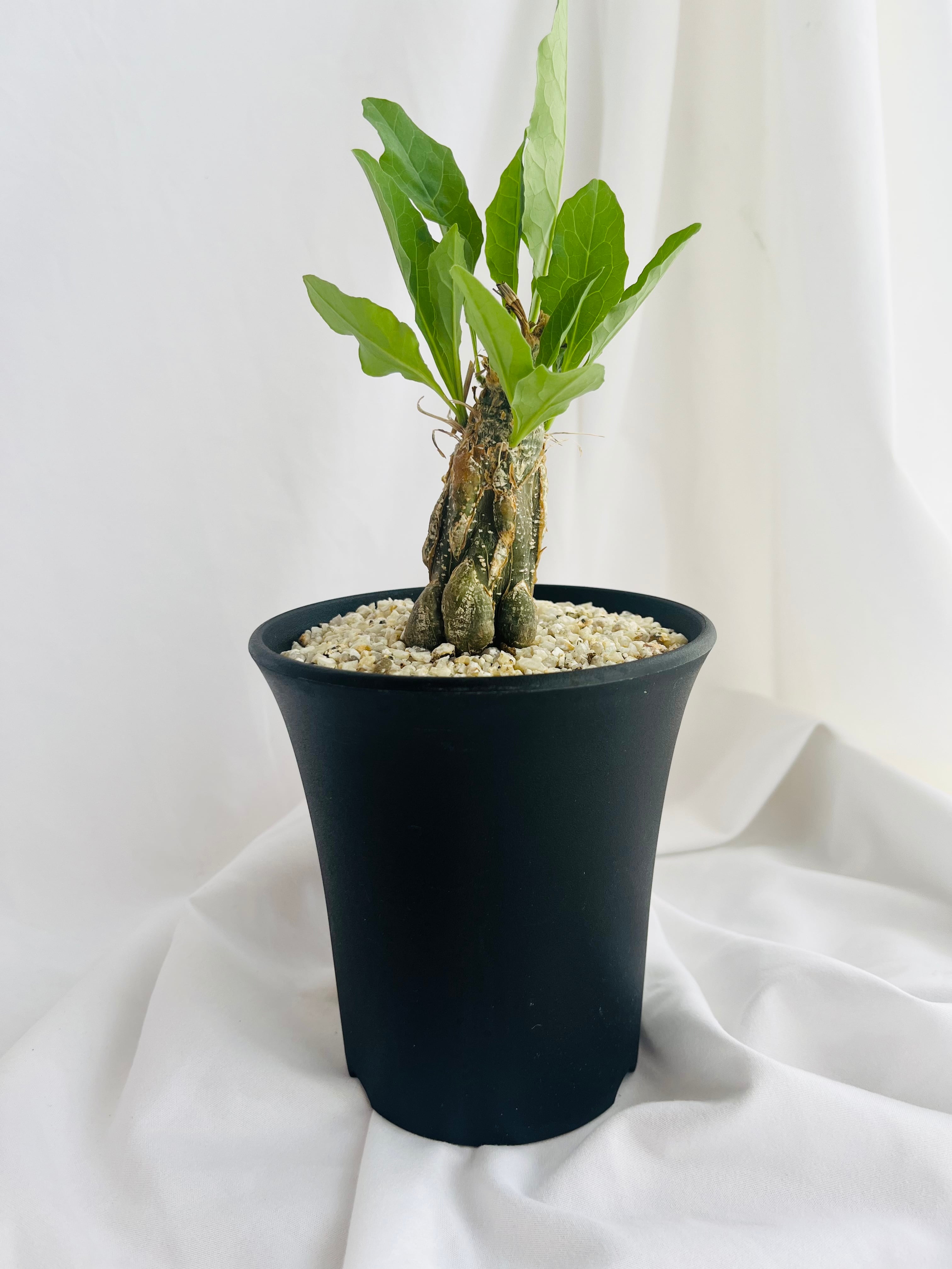 Cephalopentandra ecirrhosa ケファロペンタンドラ エキローサ Cephalopentandra ecirrhosa ケファロペンタンドラ エキローサ