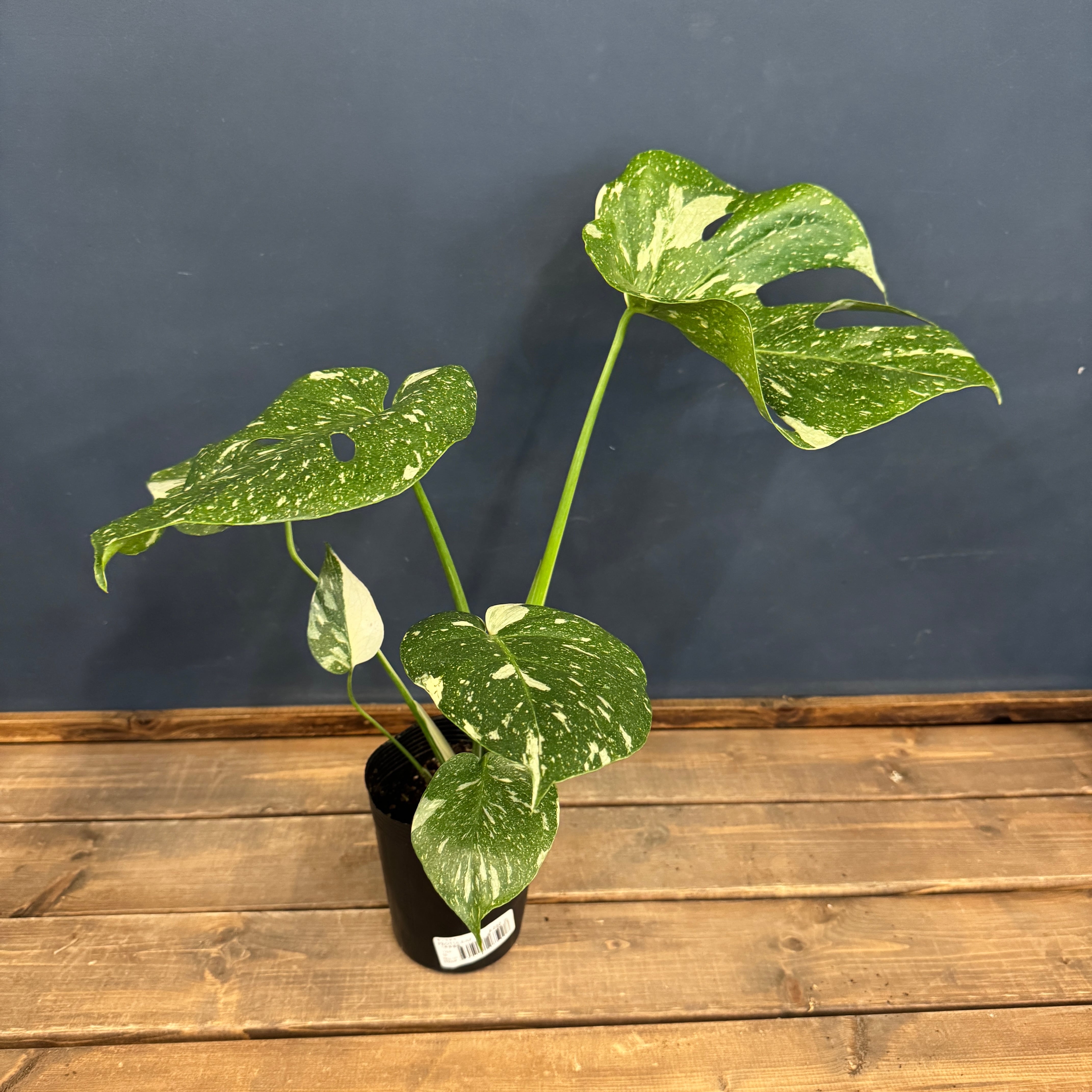 モンステラ タイコンステレーション【670】 | PROTOLEAF プロトリーフ