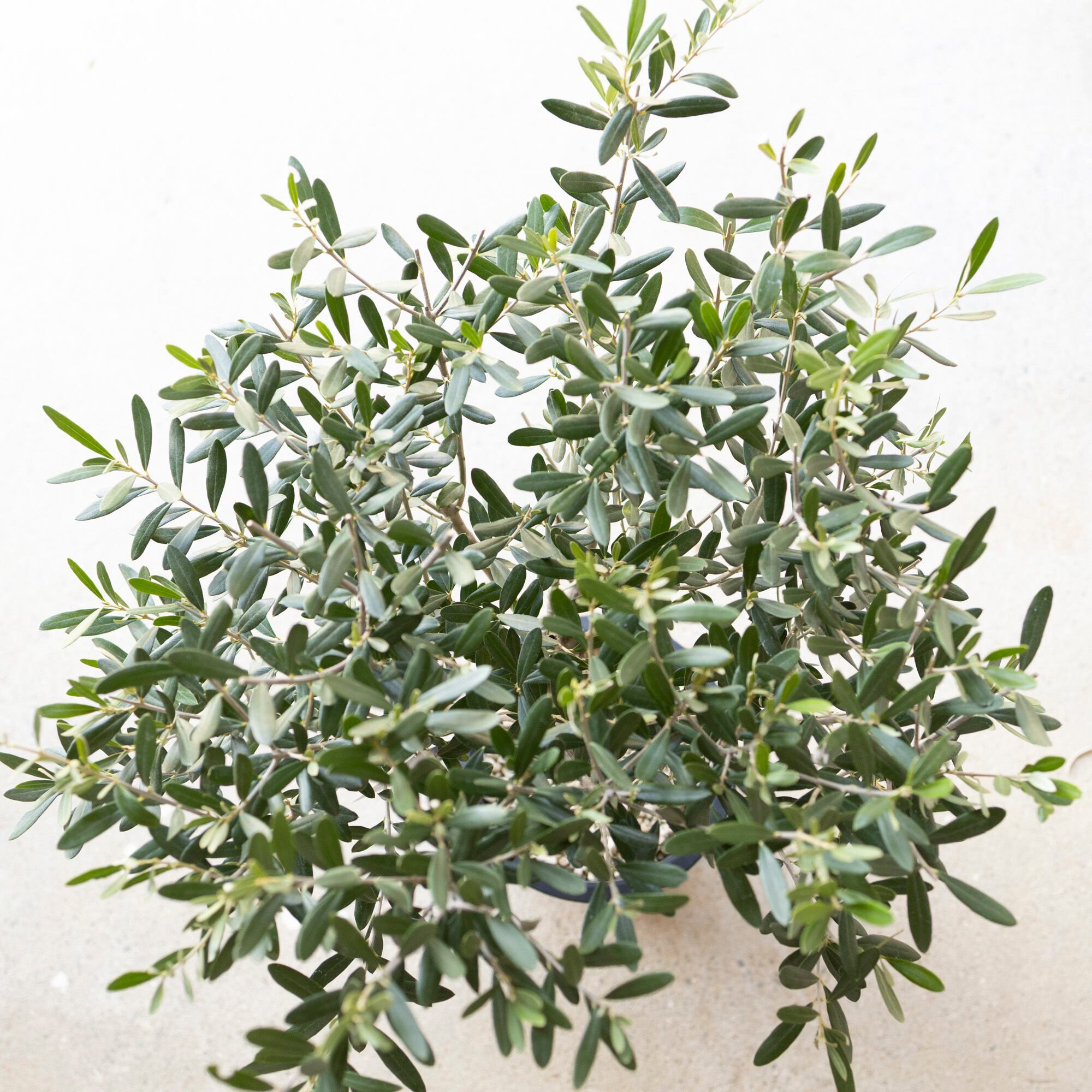 創樹 Olive オリーブの木 7号鉢 SOUJU Cipressino シプレッシーノ