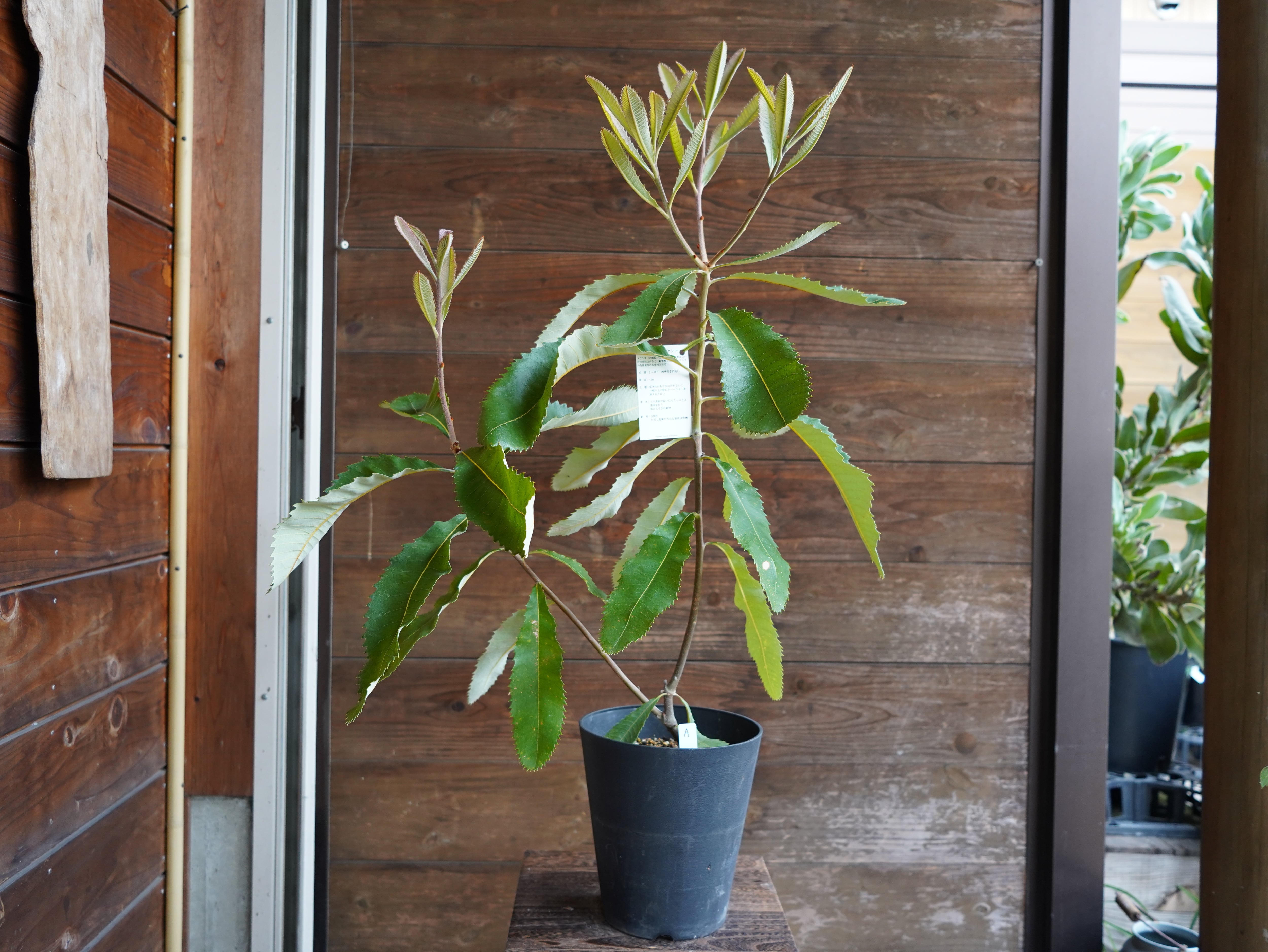 【現物】バンクシア　”ロブル”（スワンプバンクシア）　A