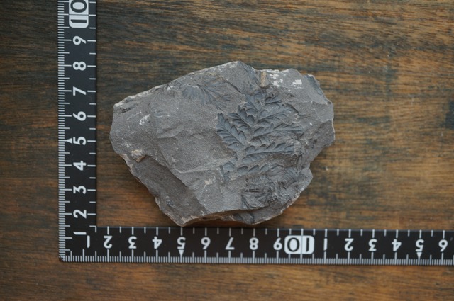 ポーランド産シダ種子類化石 Mariopteris sp. 2443