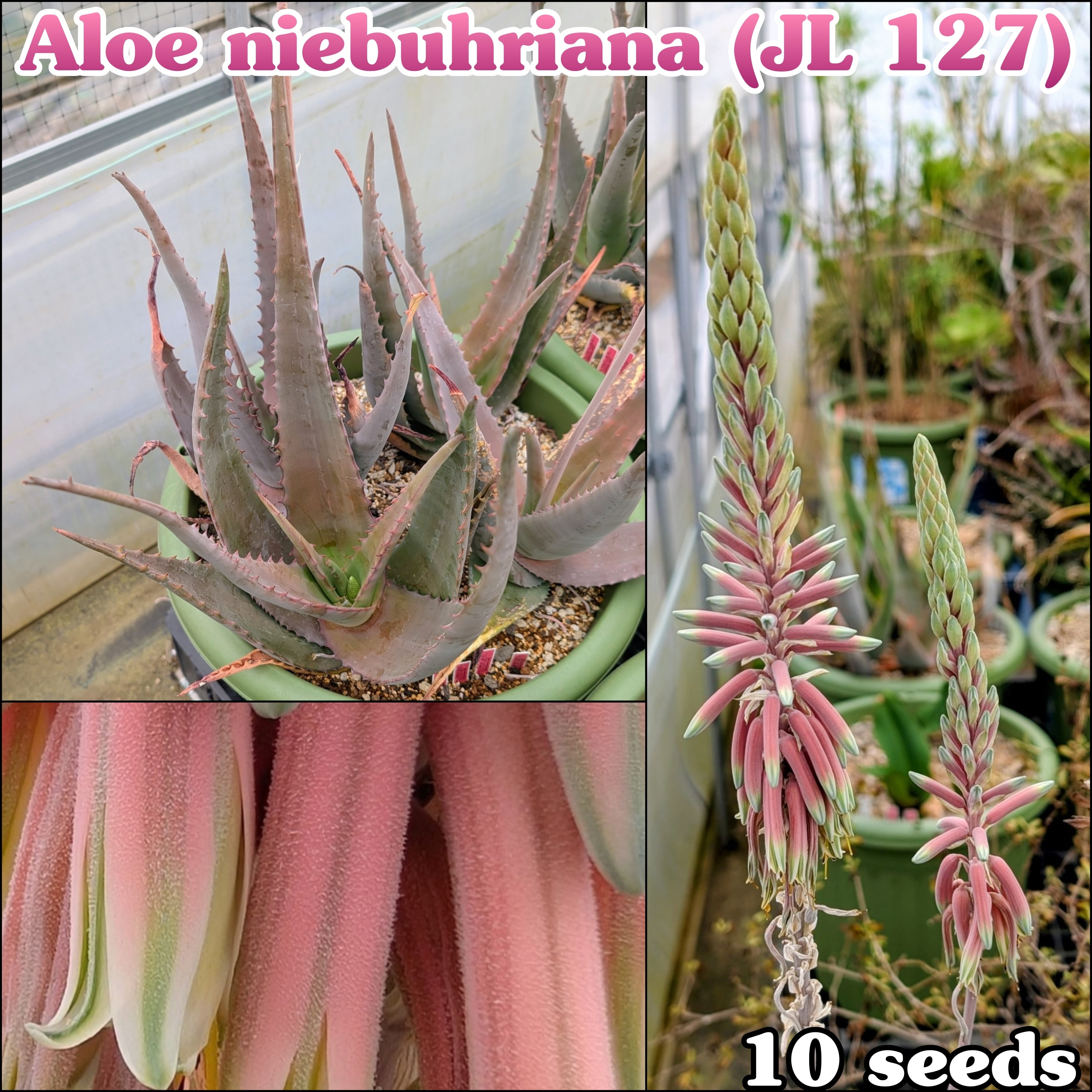 種子/10粒】Aloe dhufarensis (PHA 2595)/アロエ・ドゥファレンシス