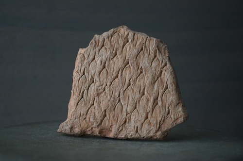 ポーランド産鱗木(ヒカゲノカズラ類)化石  Lepidodendron aculeatum 2440