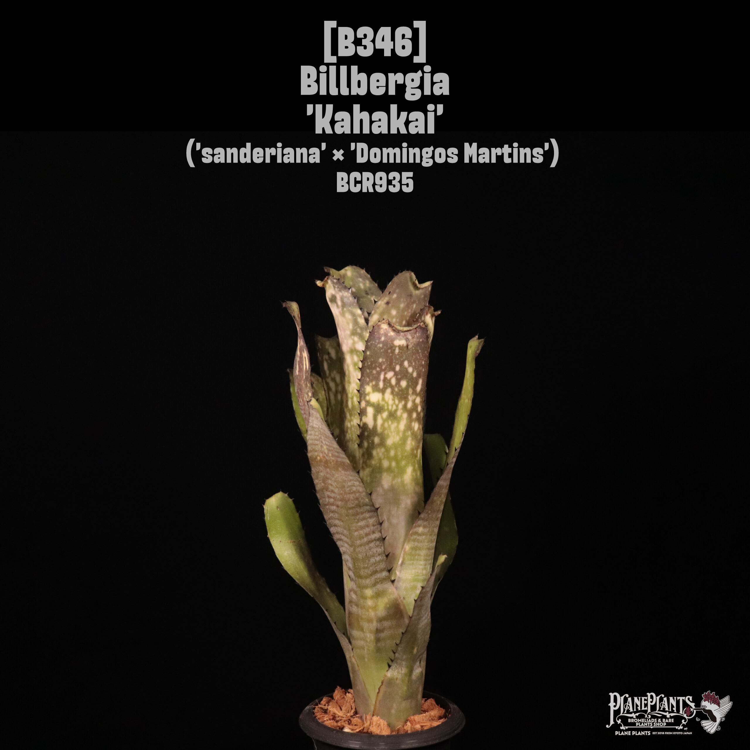 送料無料】Billbergia 'Kolan Magic'〔ビルベルギア〕現品発送B0094
