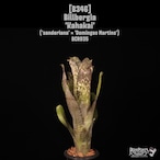 Billbergia 'Kahakai'〔ビルベルギア〕B346