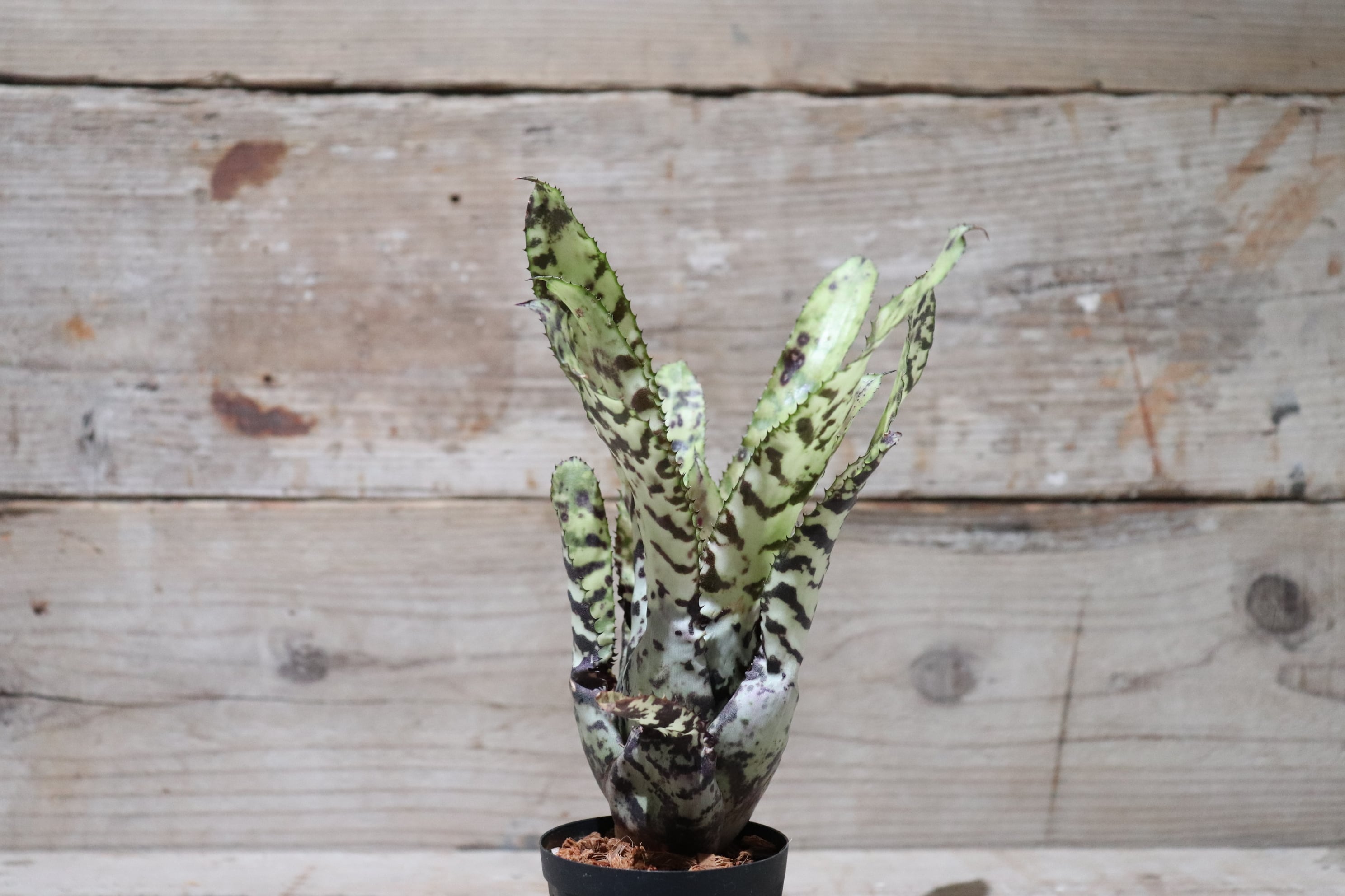 2b7aebcfb159f40c2a9c514209fce3