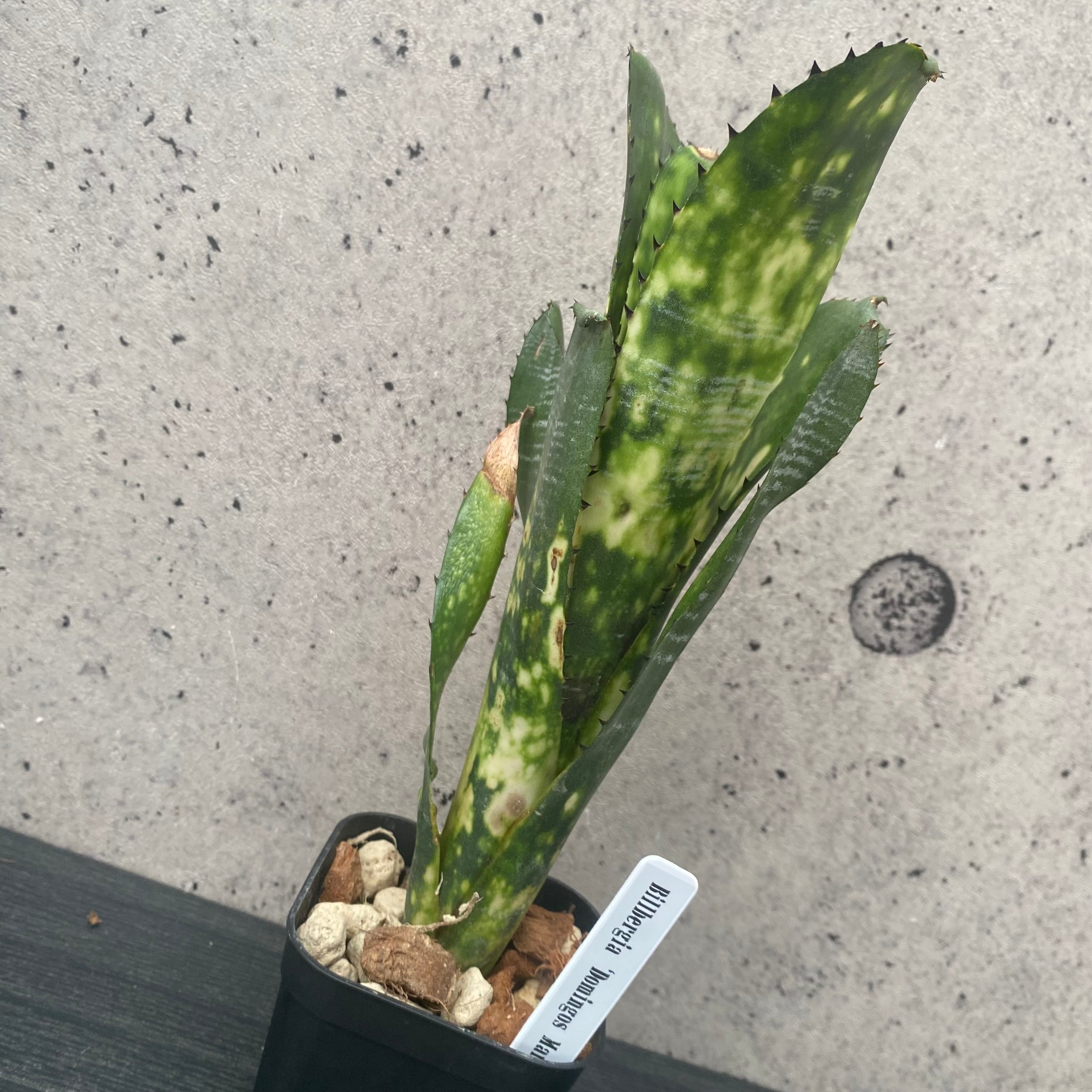 中サイズです。フペルジア『Triangle Satool』3番 | Planet Plants