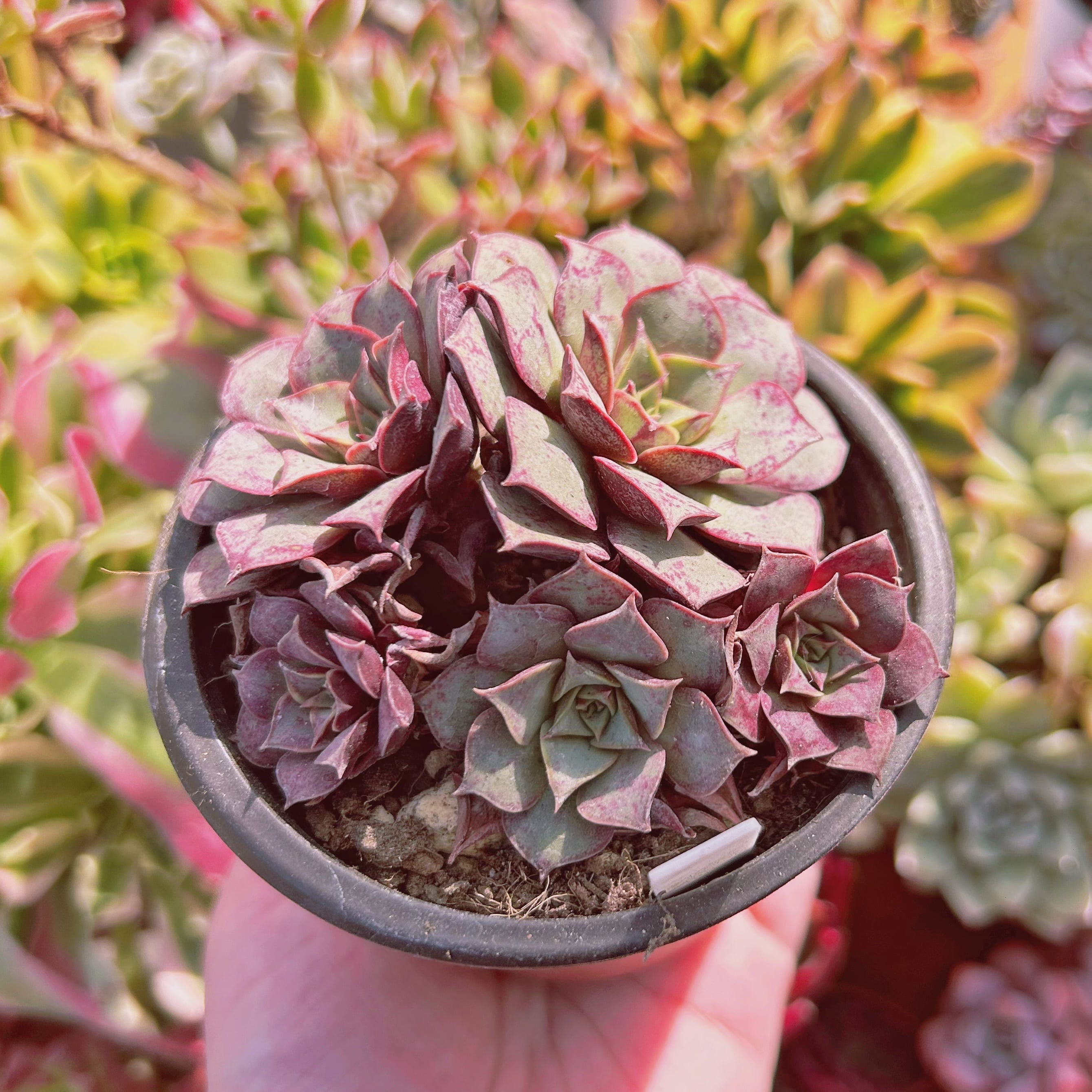 現物　多肉植物　ロンギシマ