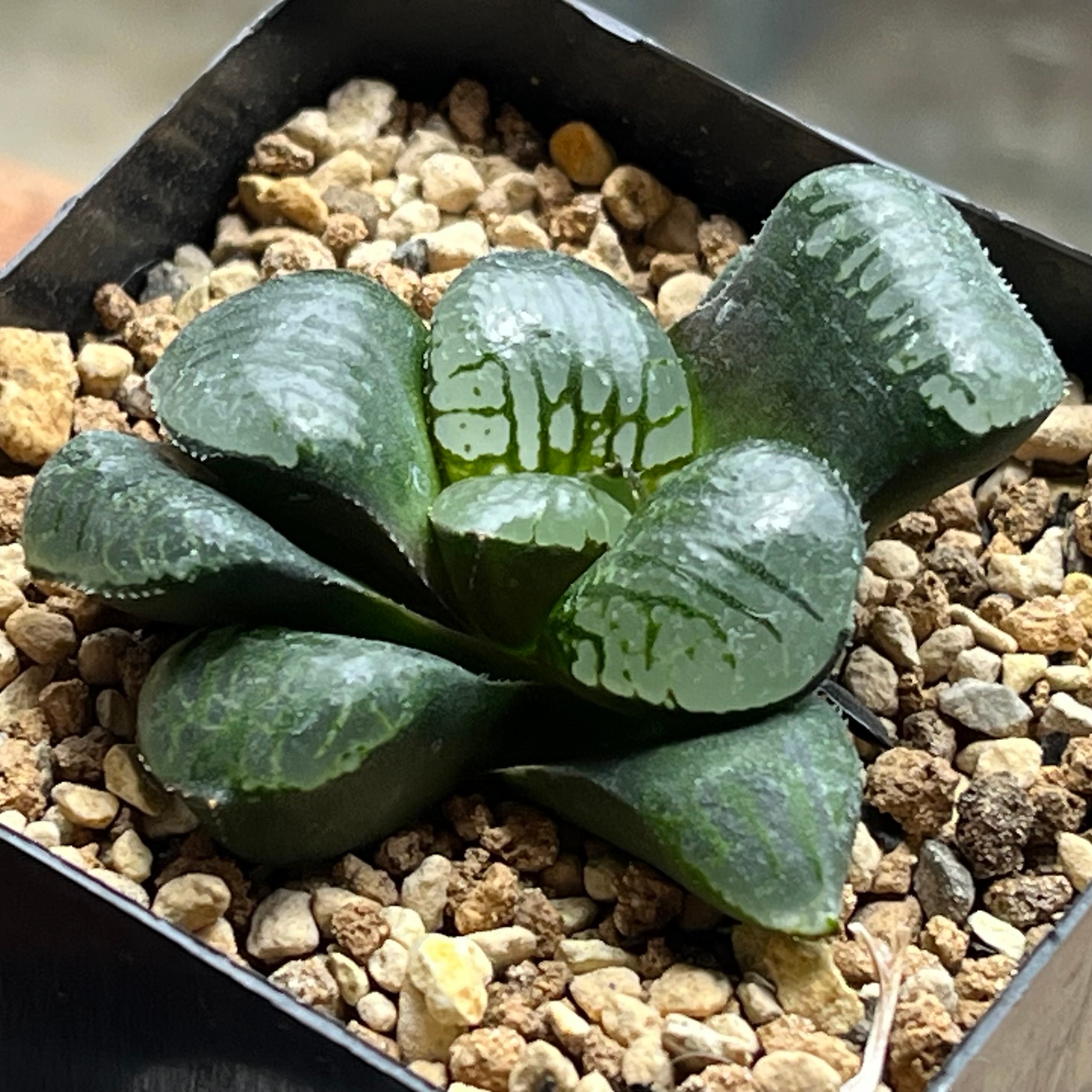 ハオルチア ピグマエアミュータント実生 特異株 | mocono_plants
