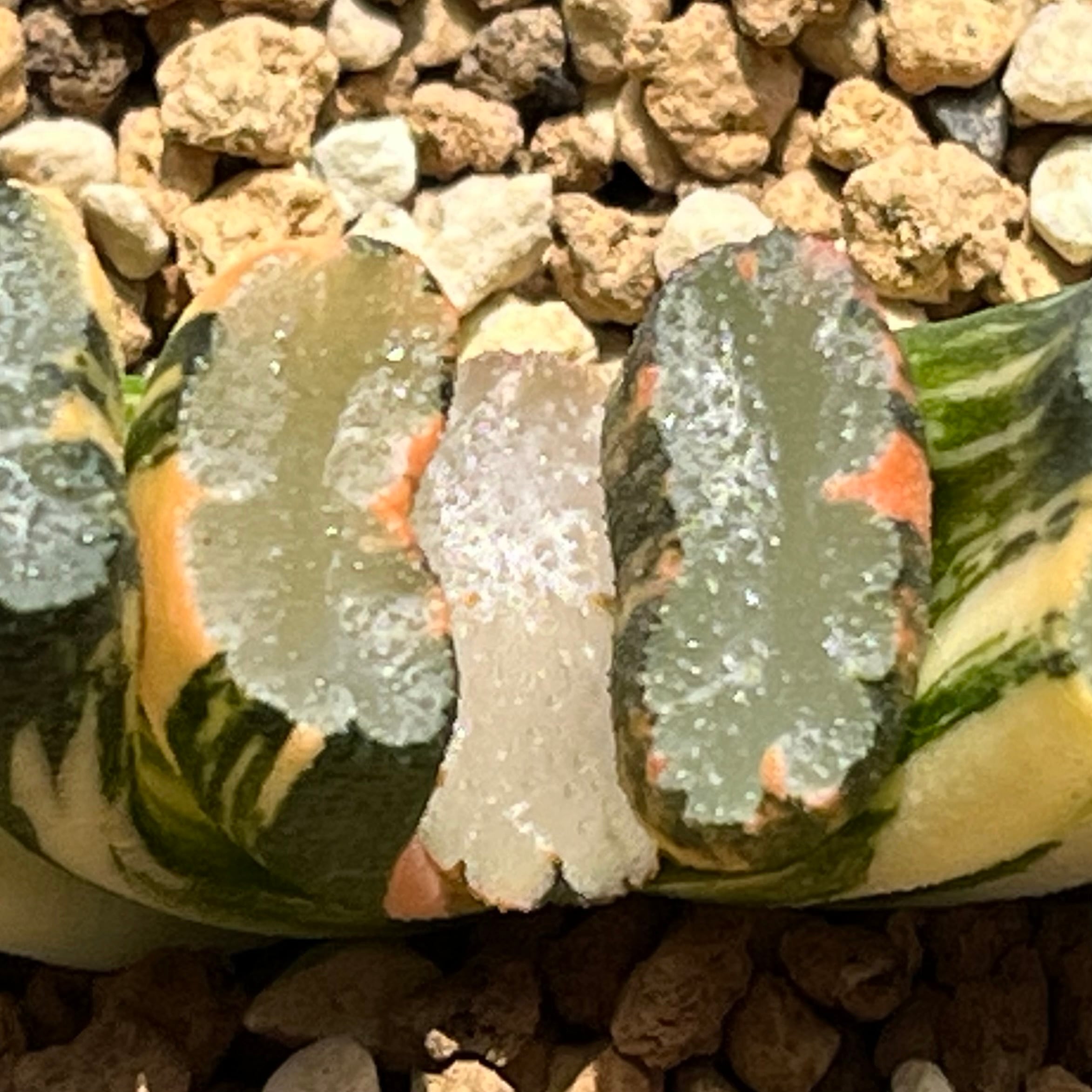 ハオルチア 玉扇錦 北斎 | mocono_plants