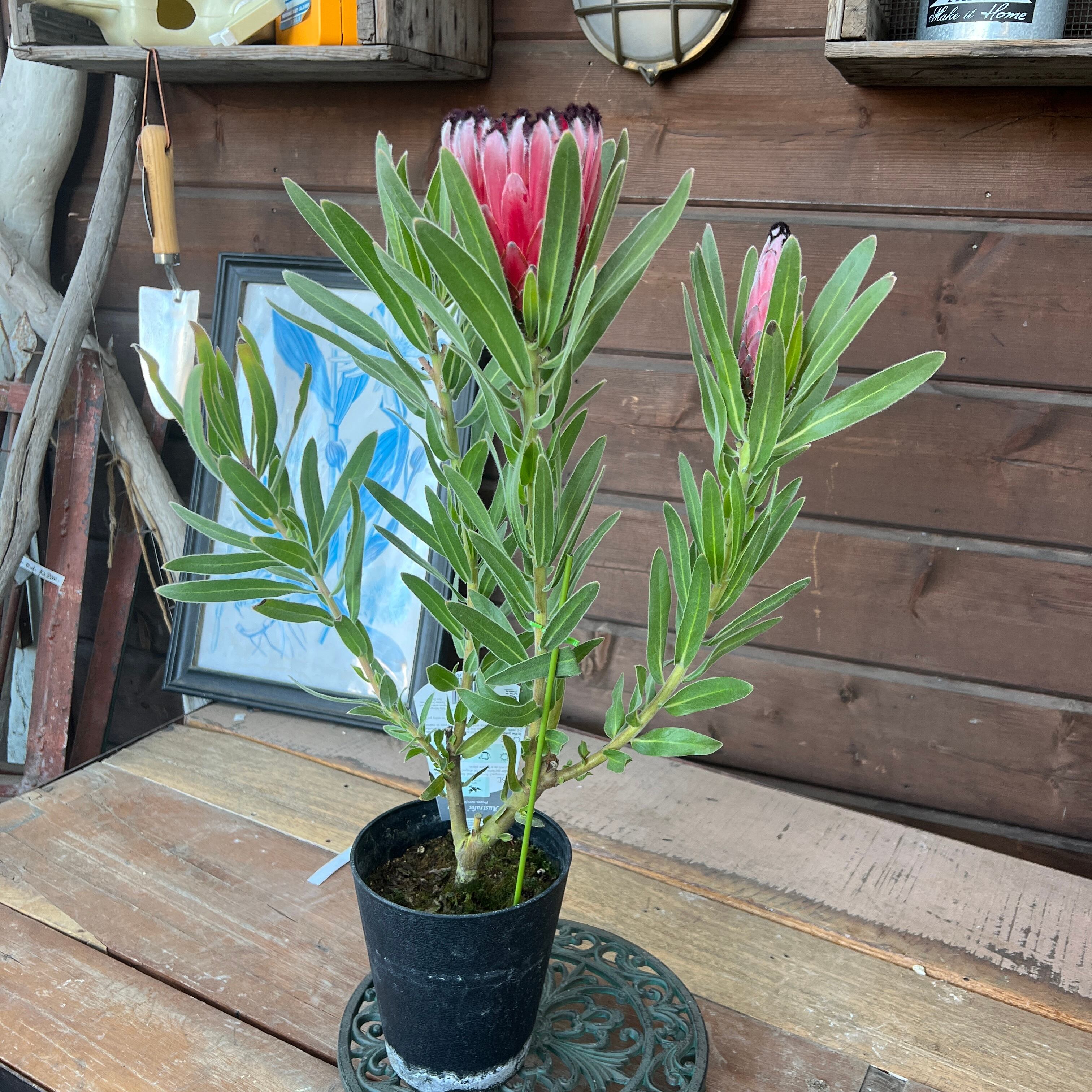 プロテア オーストラリス ルビー① | 沼ノ上農園