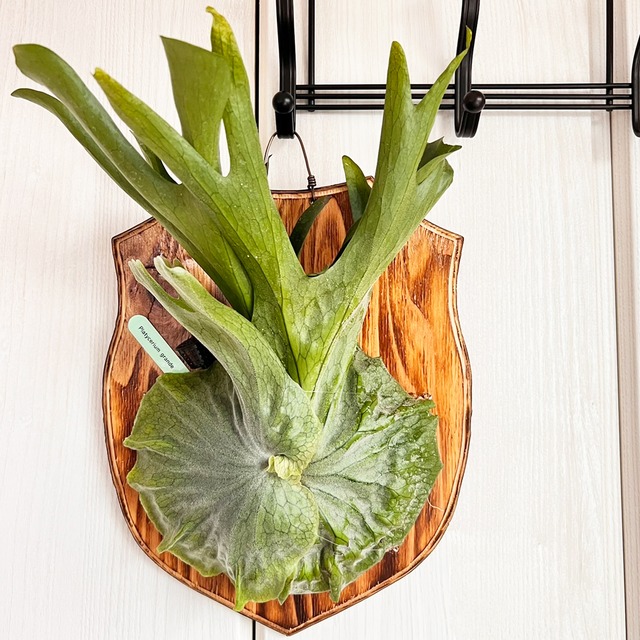 ビカクシダ グランデ 板付 【観葉植物 壁掛け コウモリラン】