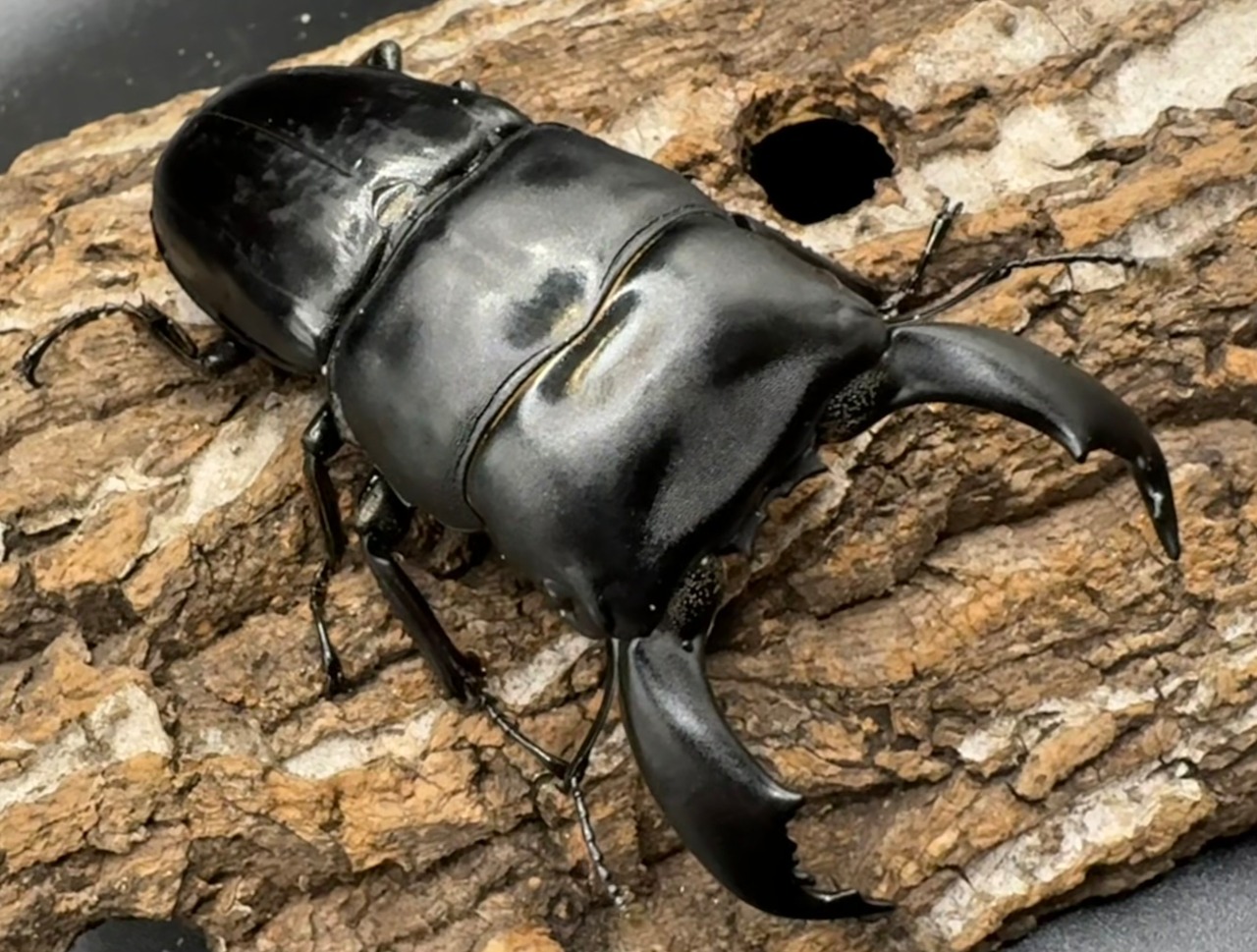 【WD】《スマトラオオヒラタ ベンクール産 ペア》