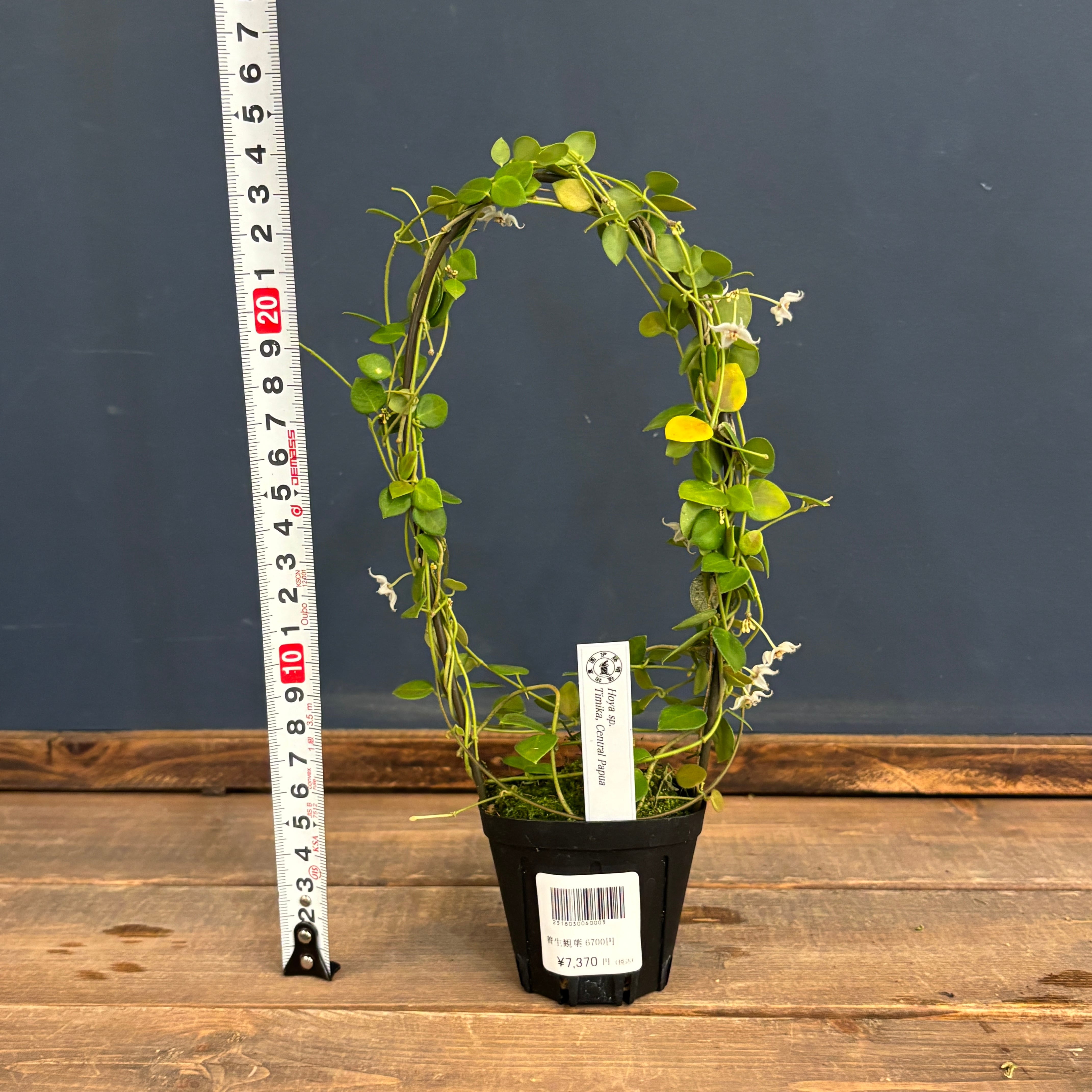 ホヤ sp. Timika, Central Papua【1048】 | PROTOLEAF プロトリーフ