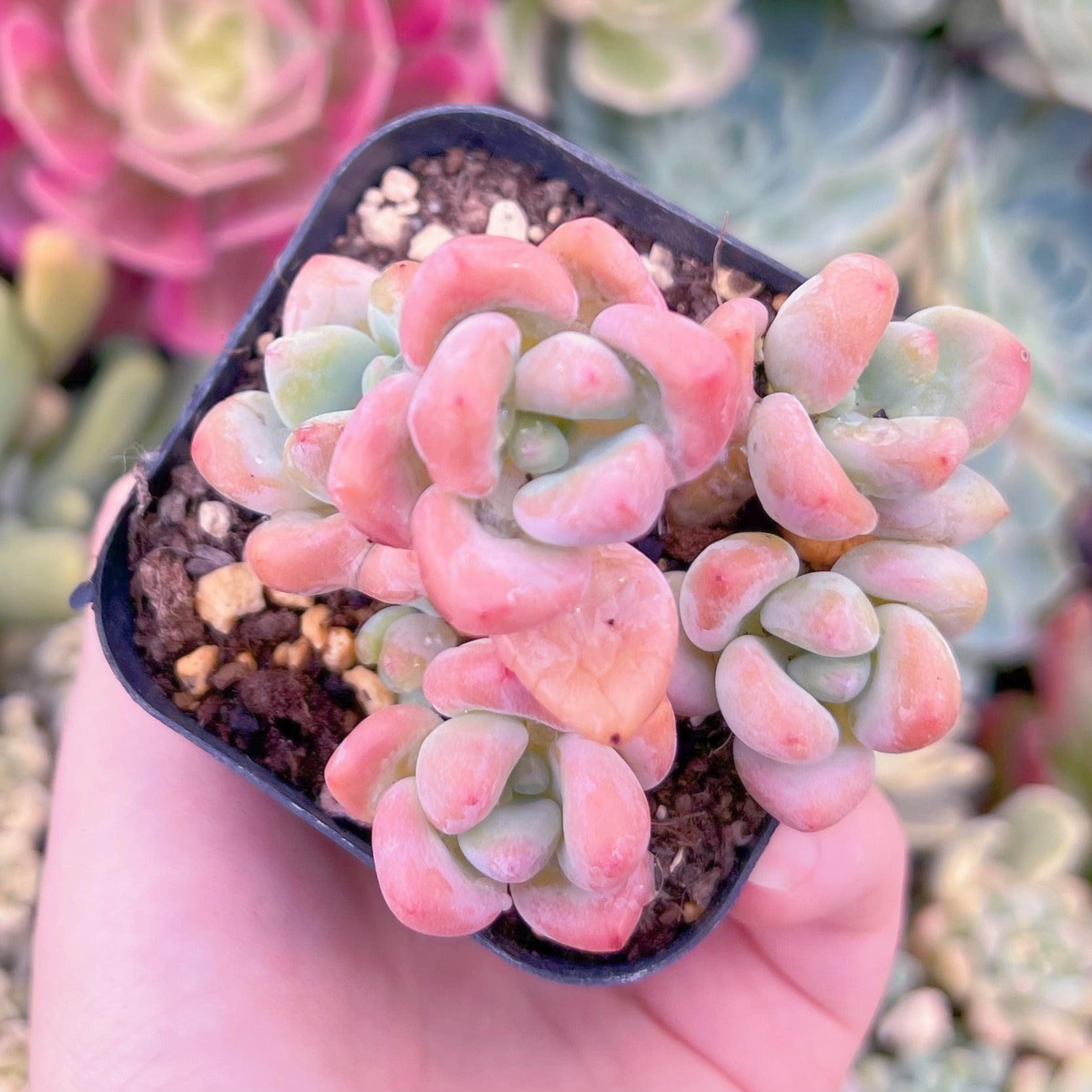 現品　マカロン#A20　るる農園