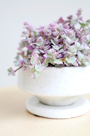 【S】カリシアロザート/Callisia repens