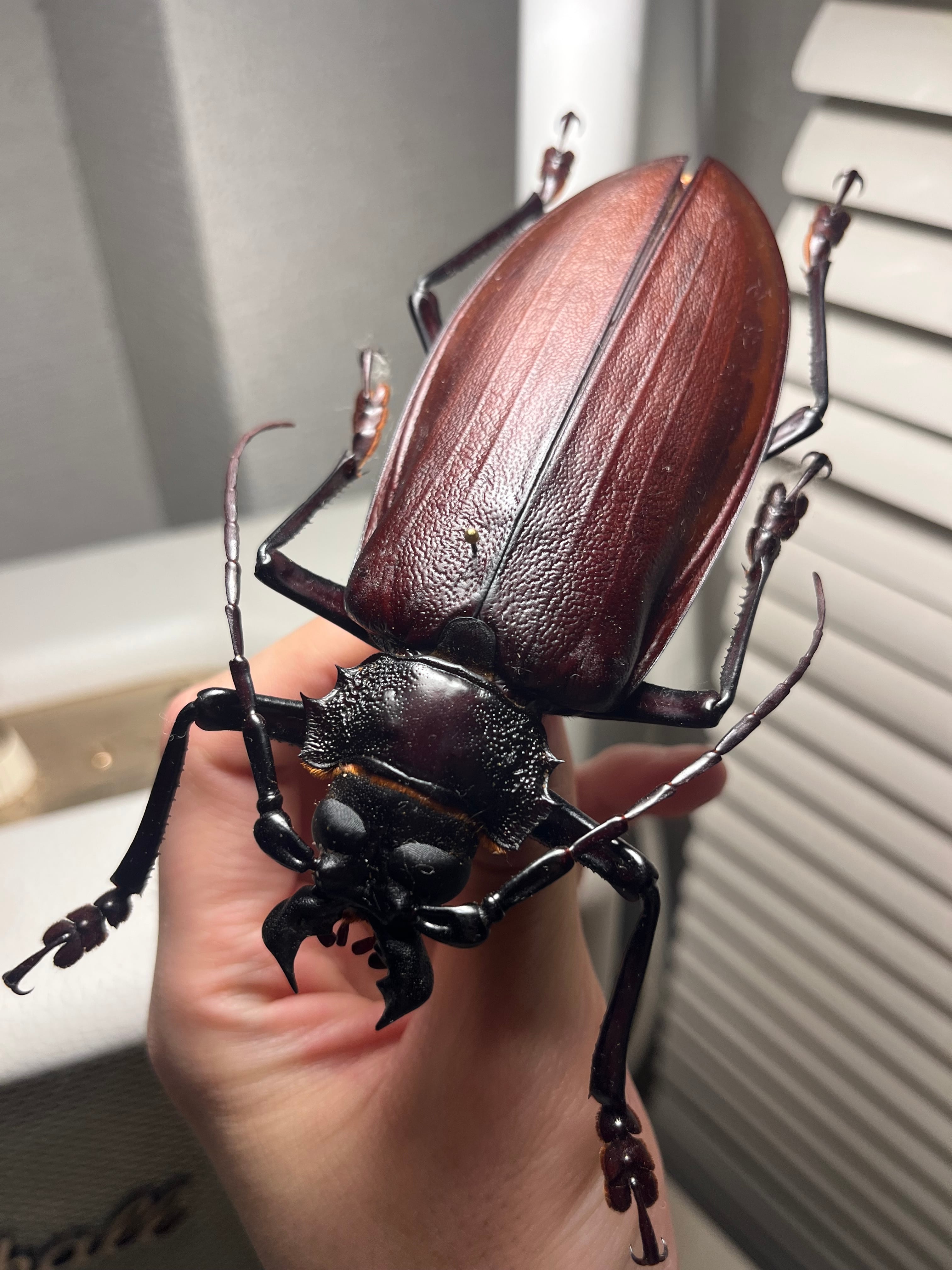 121mm】タイタンオオウスバカミキリ カブトムシクワガタハナムグリ