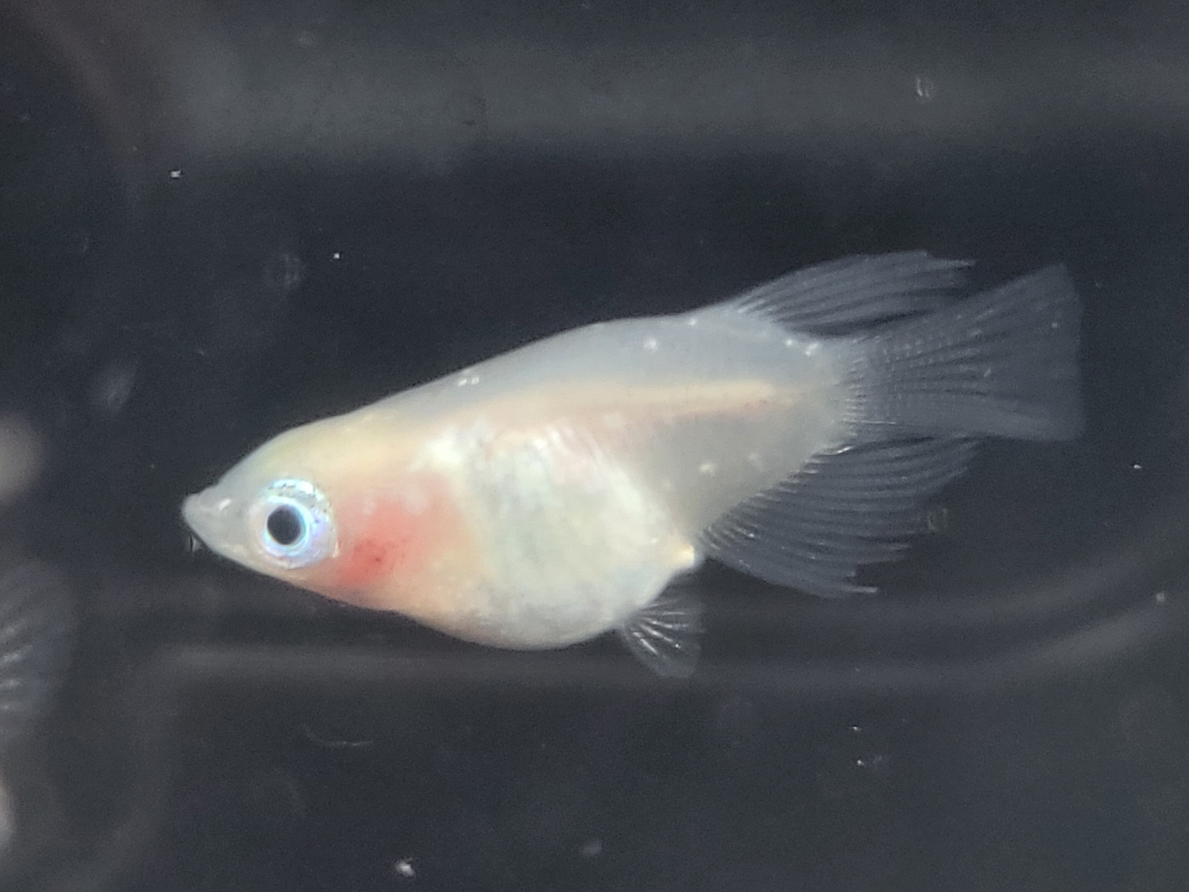 紅ほっぺ ダルマ めだか 1ペア | Pay ID