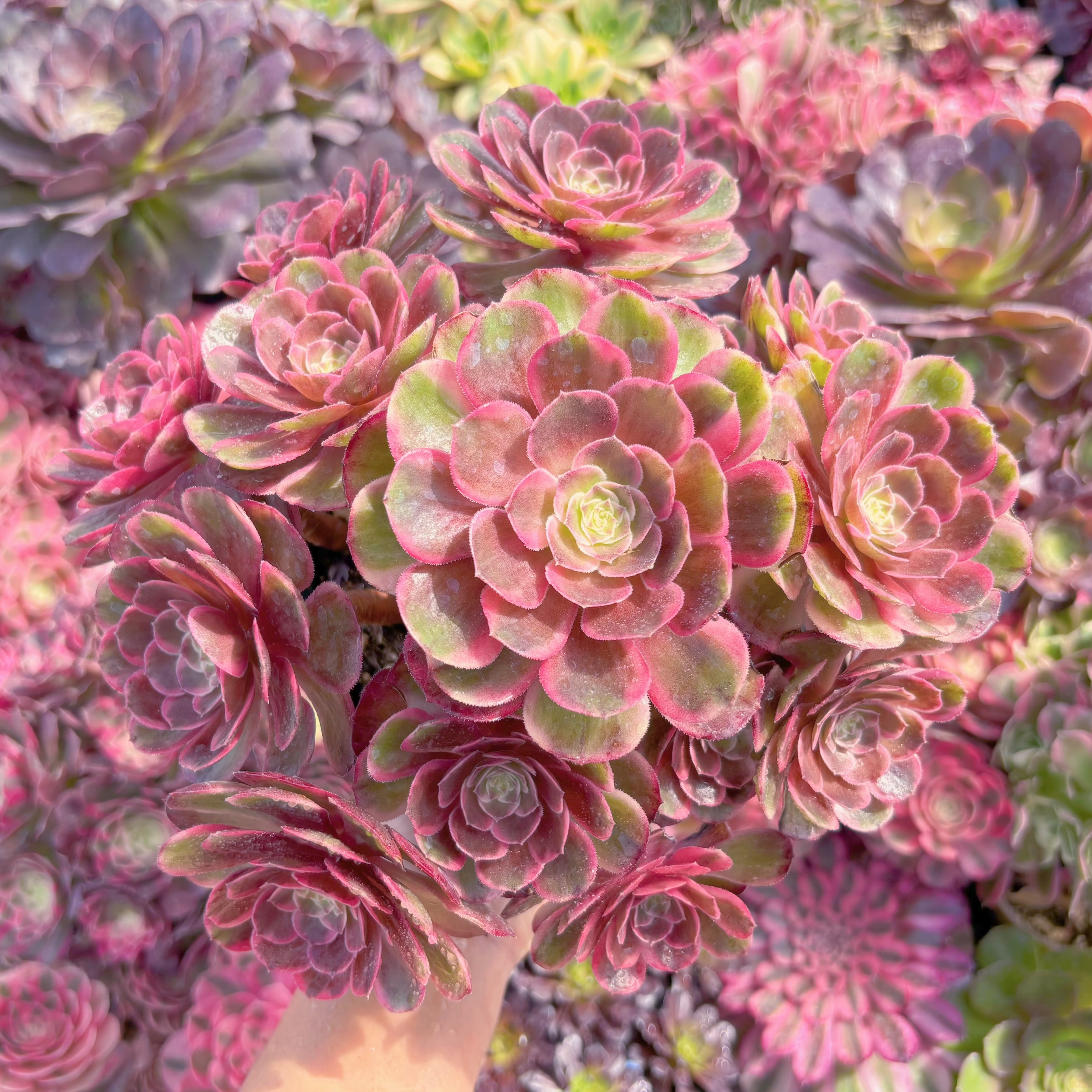 現品　新品種　クララ恋人(アエオニウム)#826　特大群生　るる農園