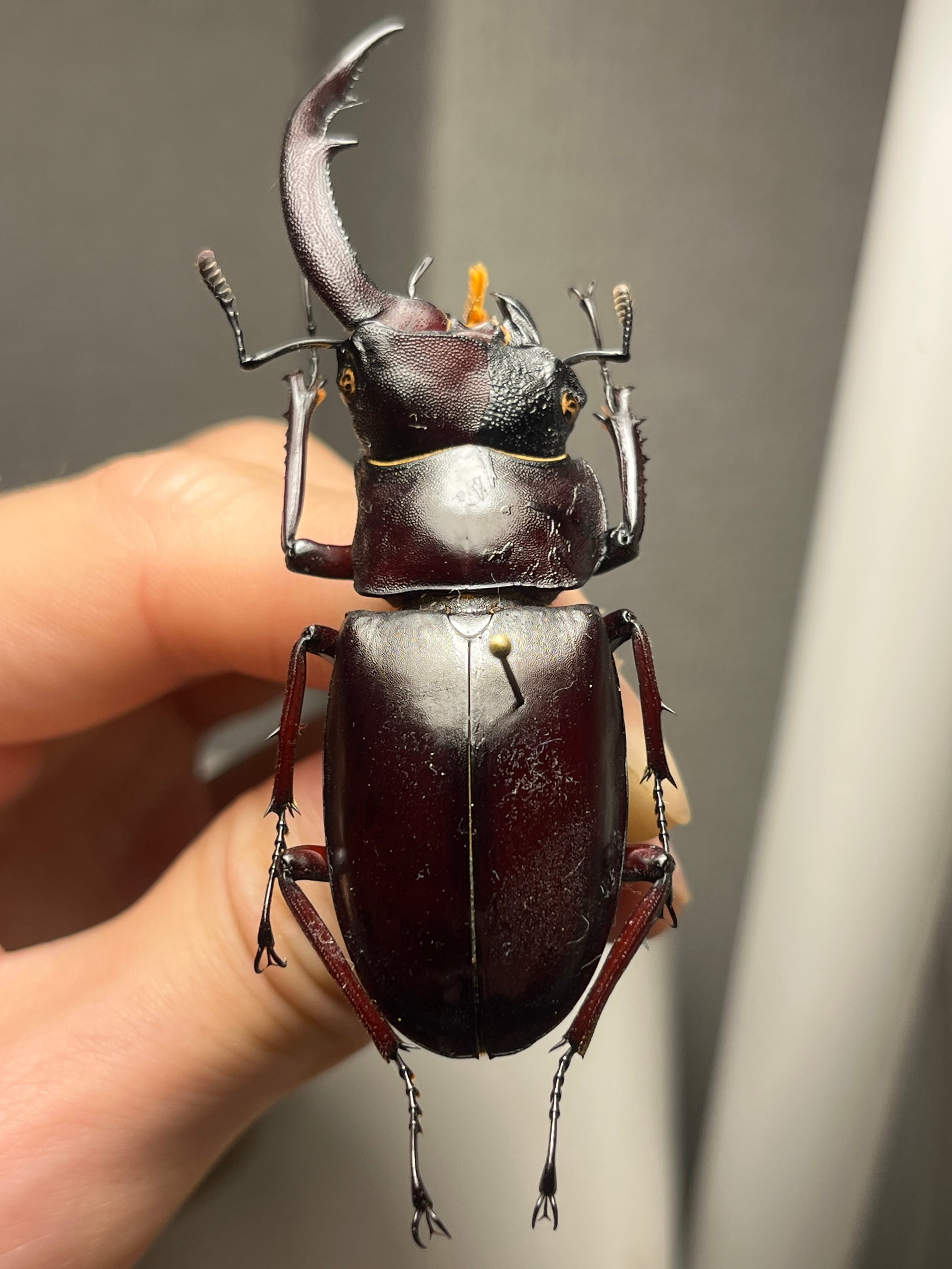 雌雄同体】マンディブラリスフタマタクワガタ Hexarthrius
