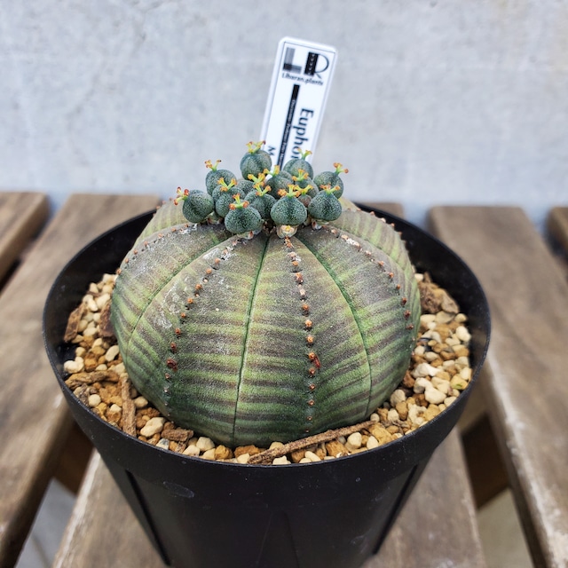 【結実中 雌株】63mm Euphorbia obesa ユーフォルビア オベサ