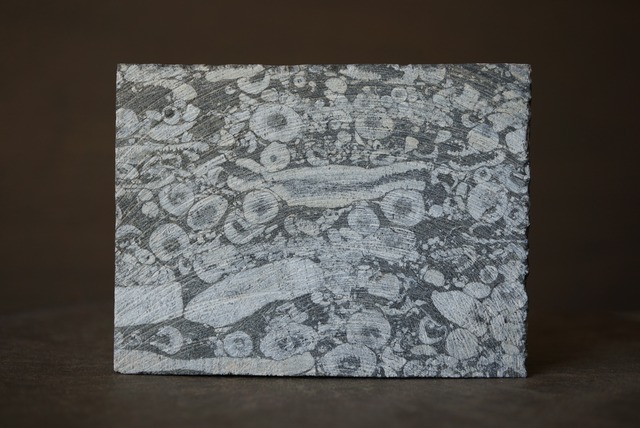 ウミユリ化石 Crinoid Fossil 1102