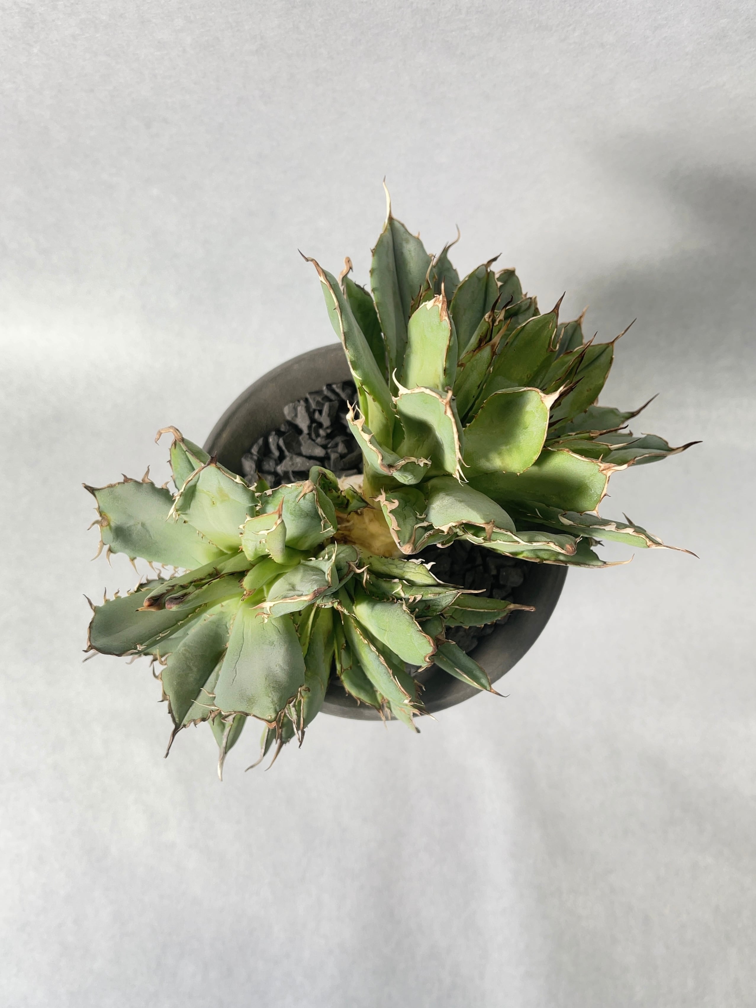 アガベ・フィリグリーデビル | trigger