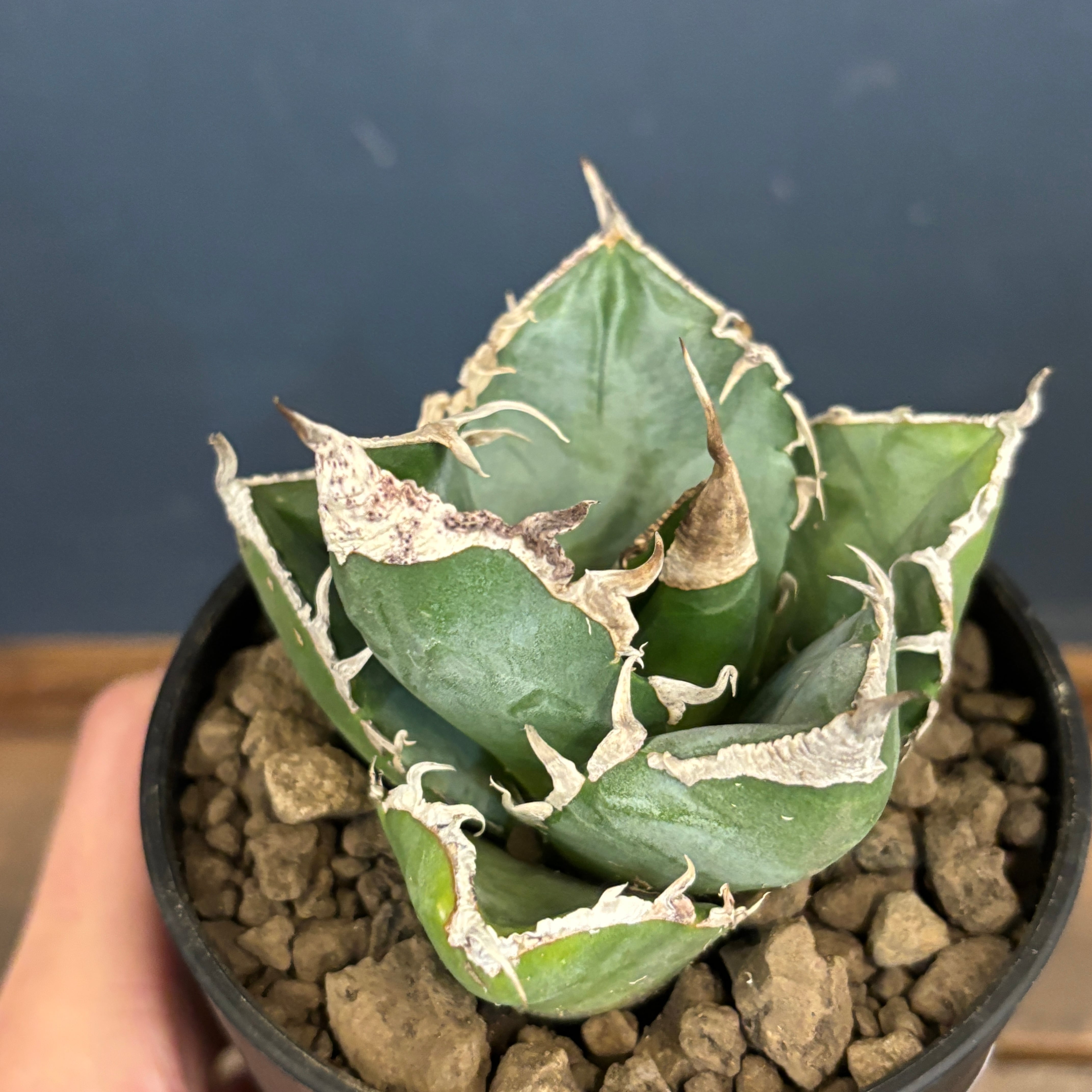 アガベ チタノタ 南アフリカダイヤモンド SAD アガベ チタノタ 南アフリカダイヤモンド(SAD)【773】 | PROTOLEAF