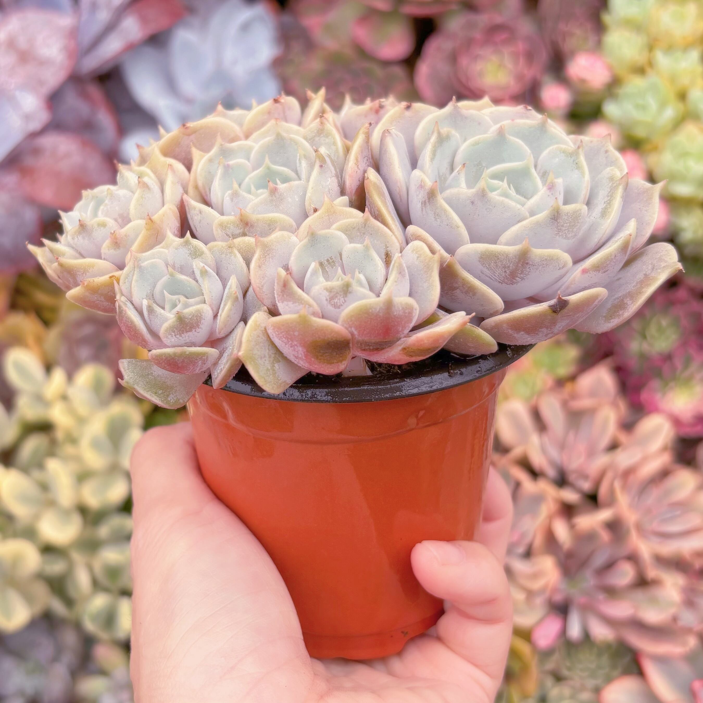 現品 ローラ#F056 大群生 新入荷 るる農園 | るる農園~多肉植物専門
