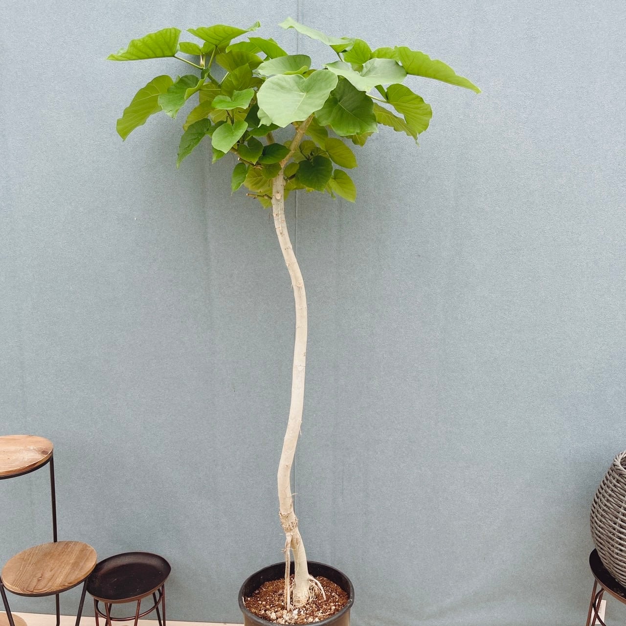 現品］1番 フィカス アムステルダムキング 曲がり 8号 観葉植物 大型