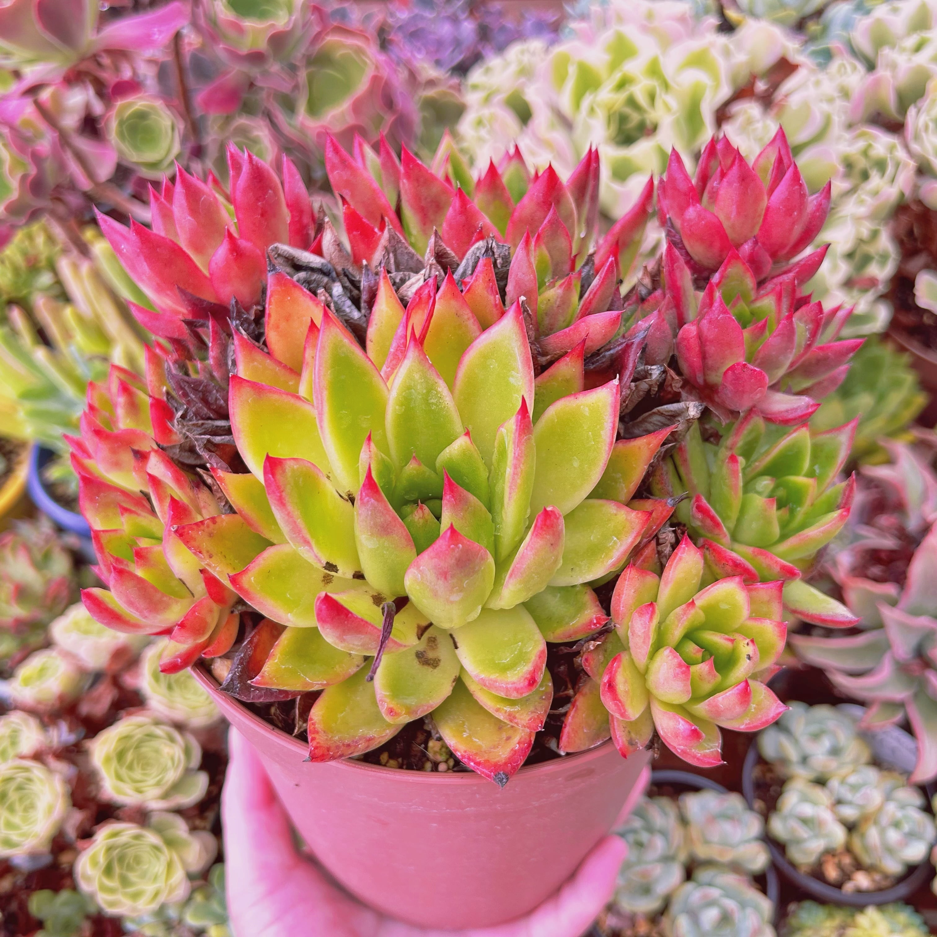 現物 多肉植物 カリスト 特特大 抜き苗 16cm鉢 | るる農園~多肉植物専門