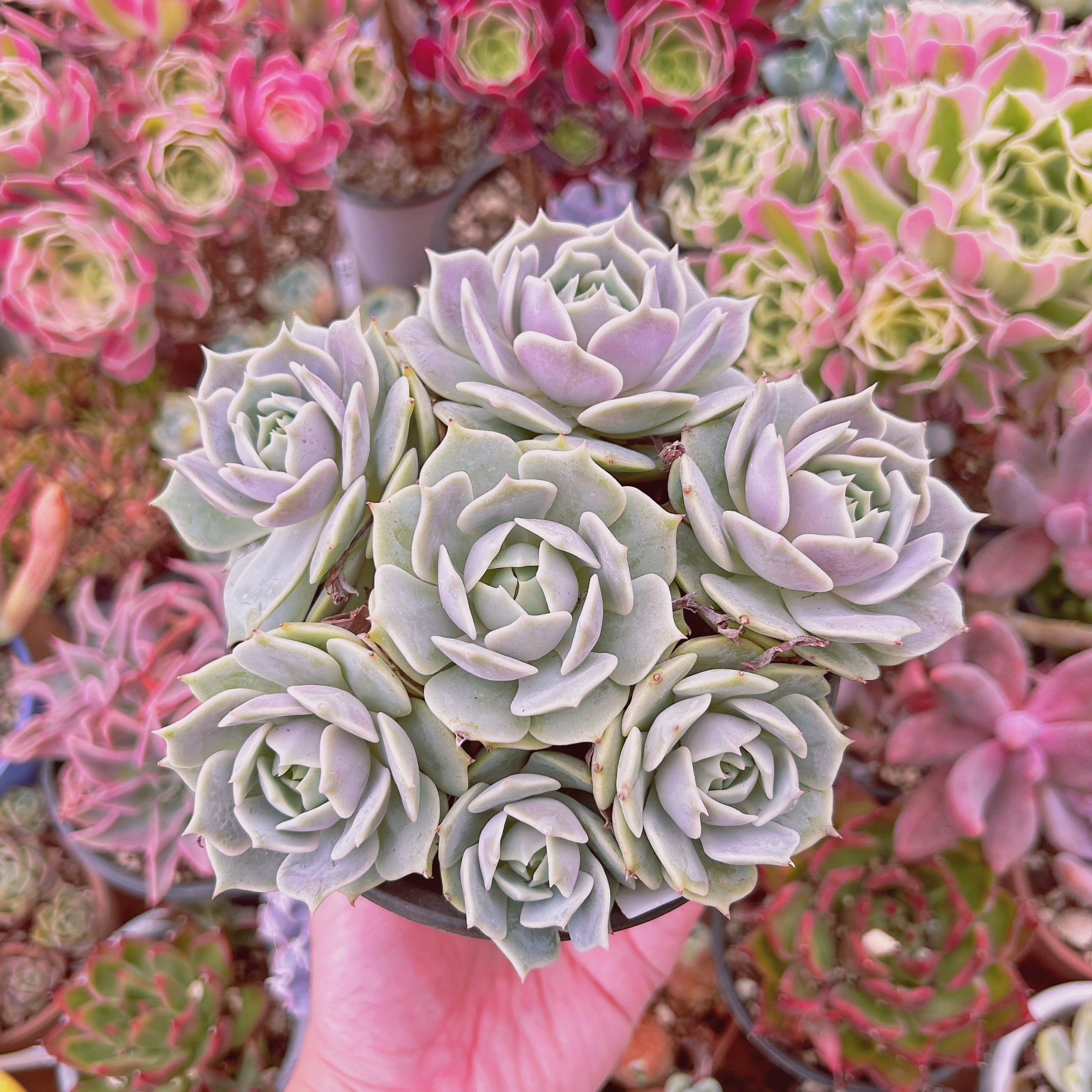 #1008現物　多肉植物    ローラ　特大　抜き苗