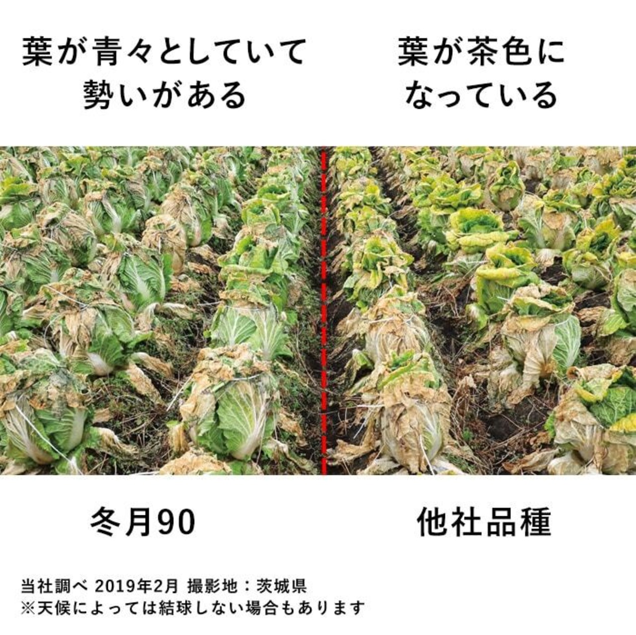 ハクサイ 「冬月90」（小袋）・画像5