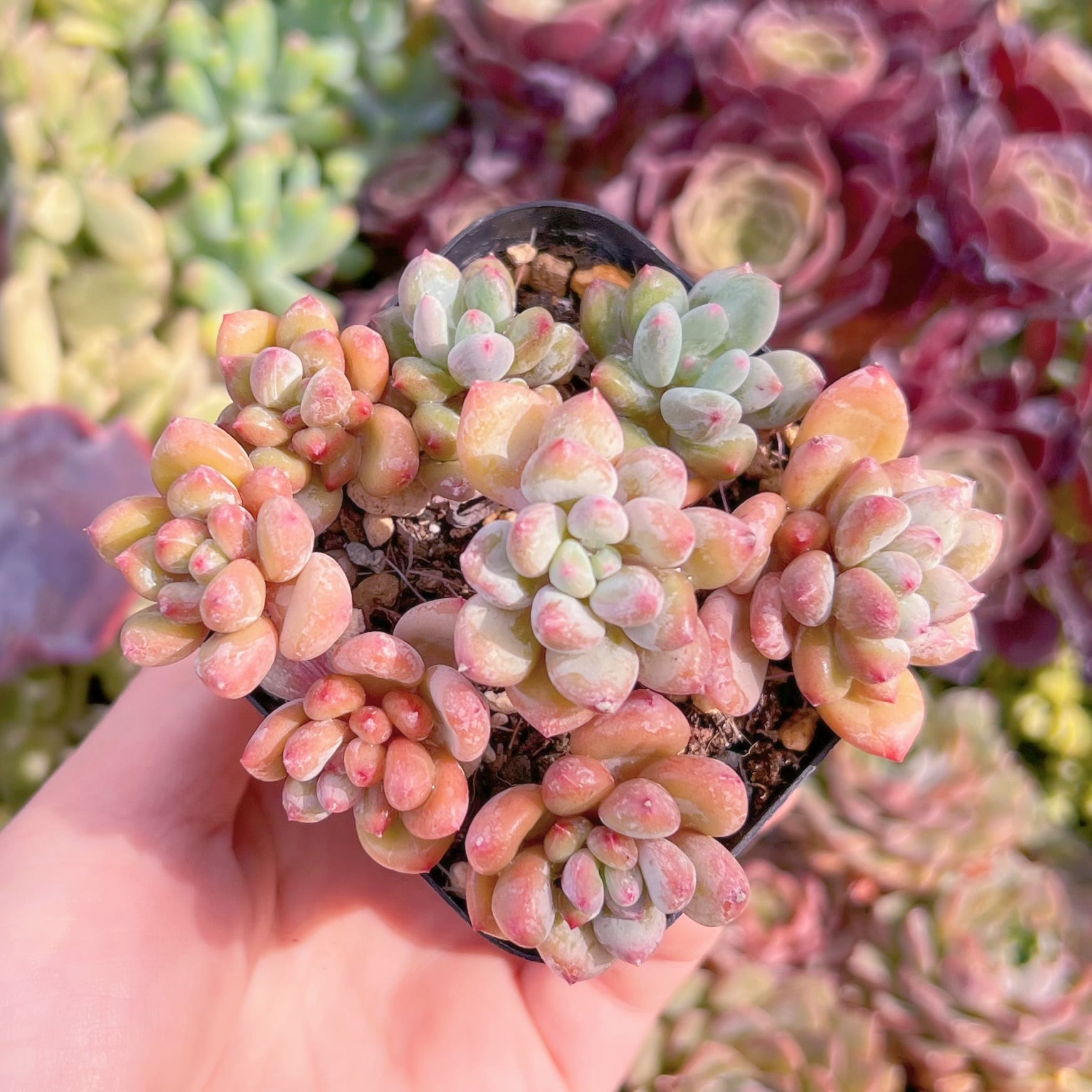 現品　紅小珠#2210　群生　るる農園