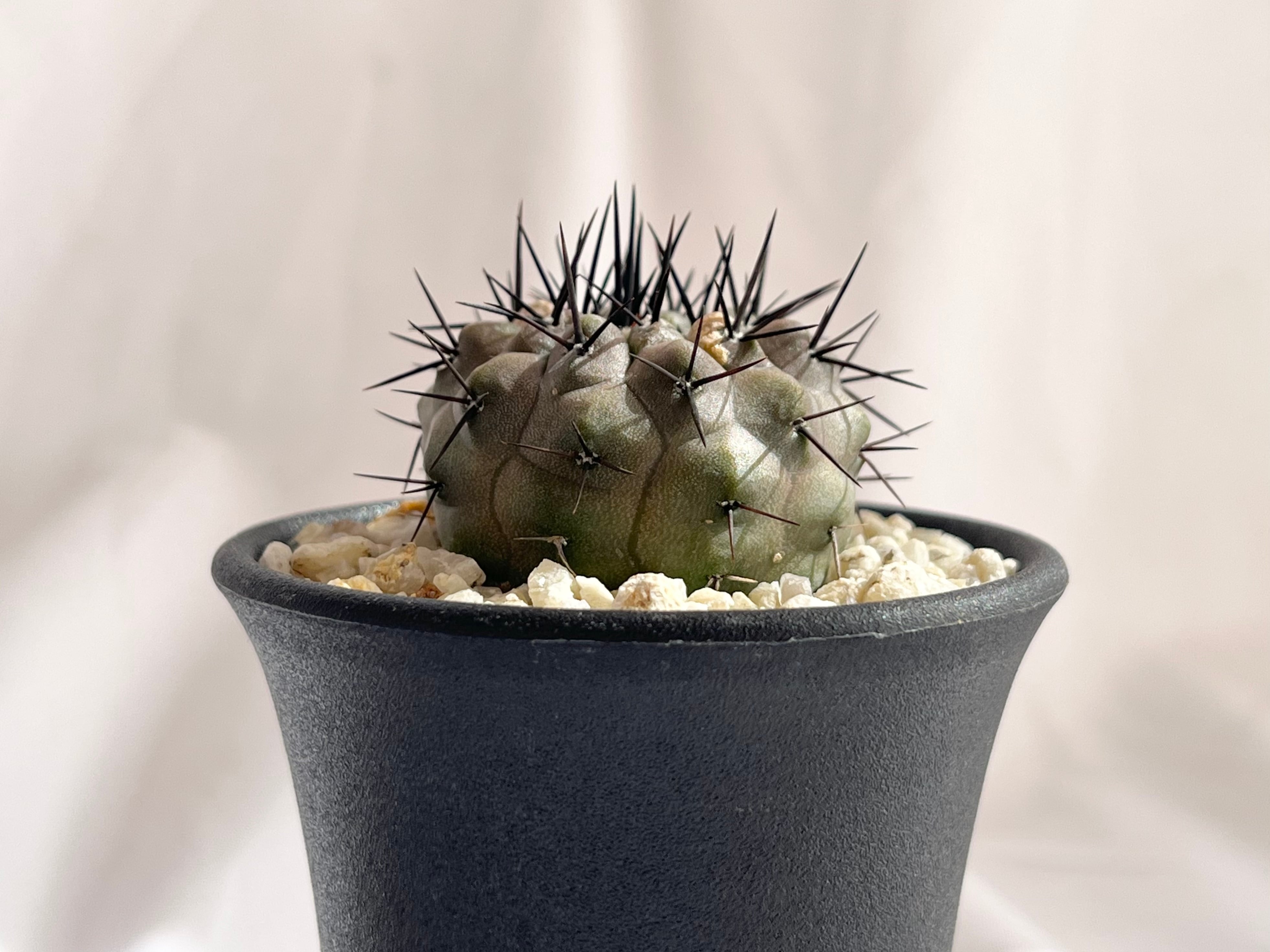 コピアポア黒王丸  Copiapoa cinerea  5頭　白肌　大サイズ