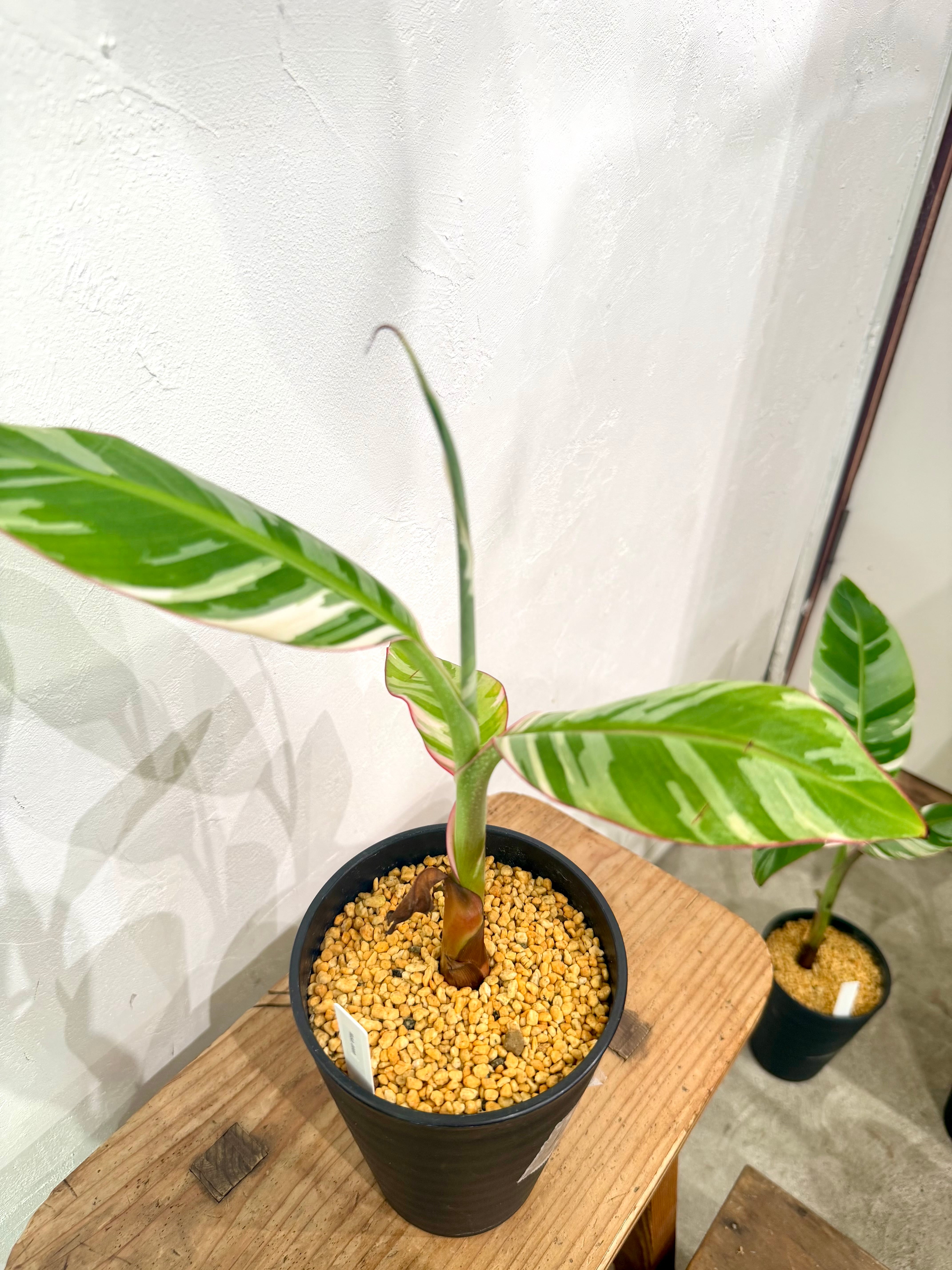数量限定【超激レア植物E】斑入りのバナナムサアエアエ（ほとんど世に