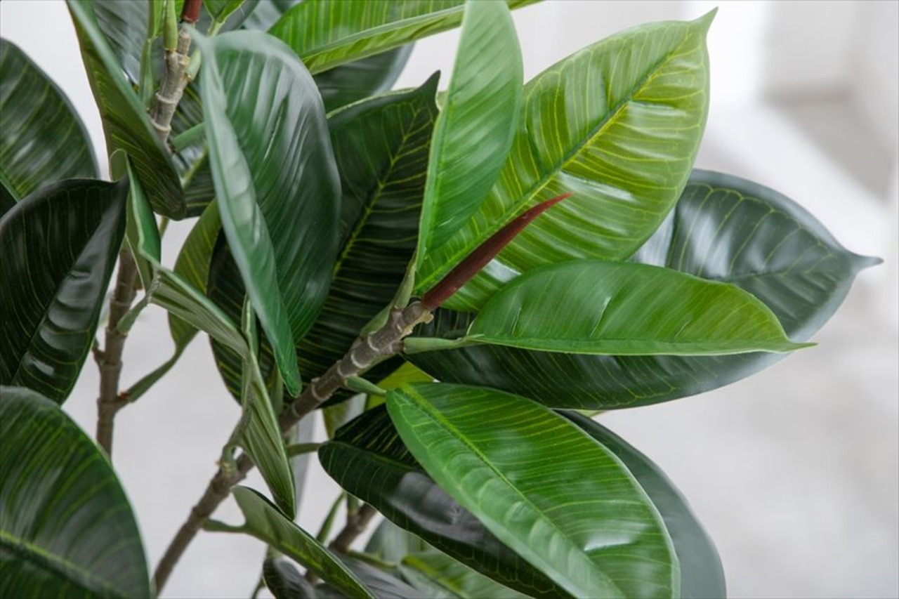 【高さ95cm】Nature 光触媒人工観葉植物 ゴムの木