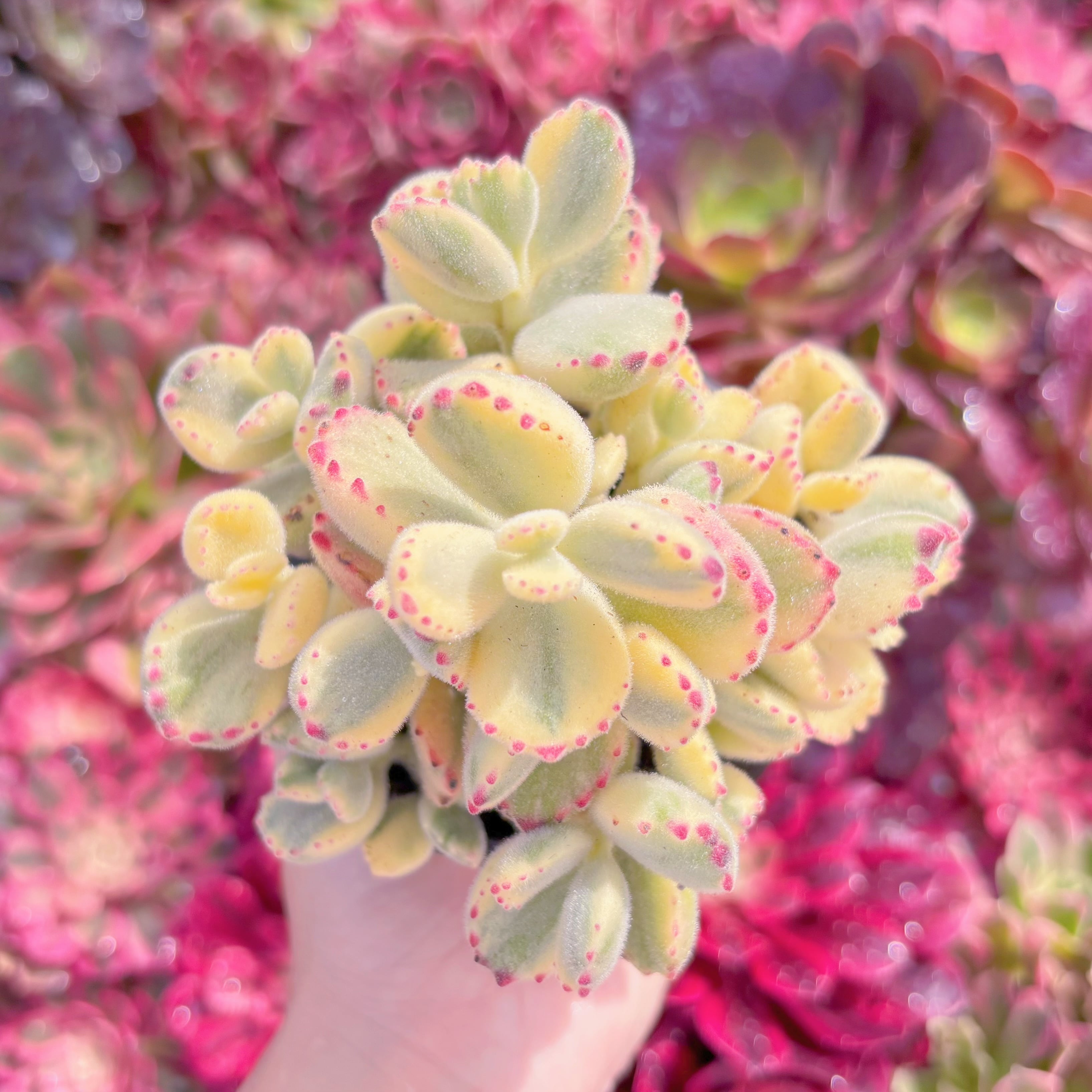 現品　白熊#A18　群生　新入荷　るる農園