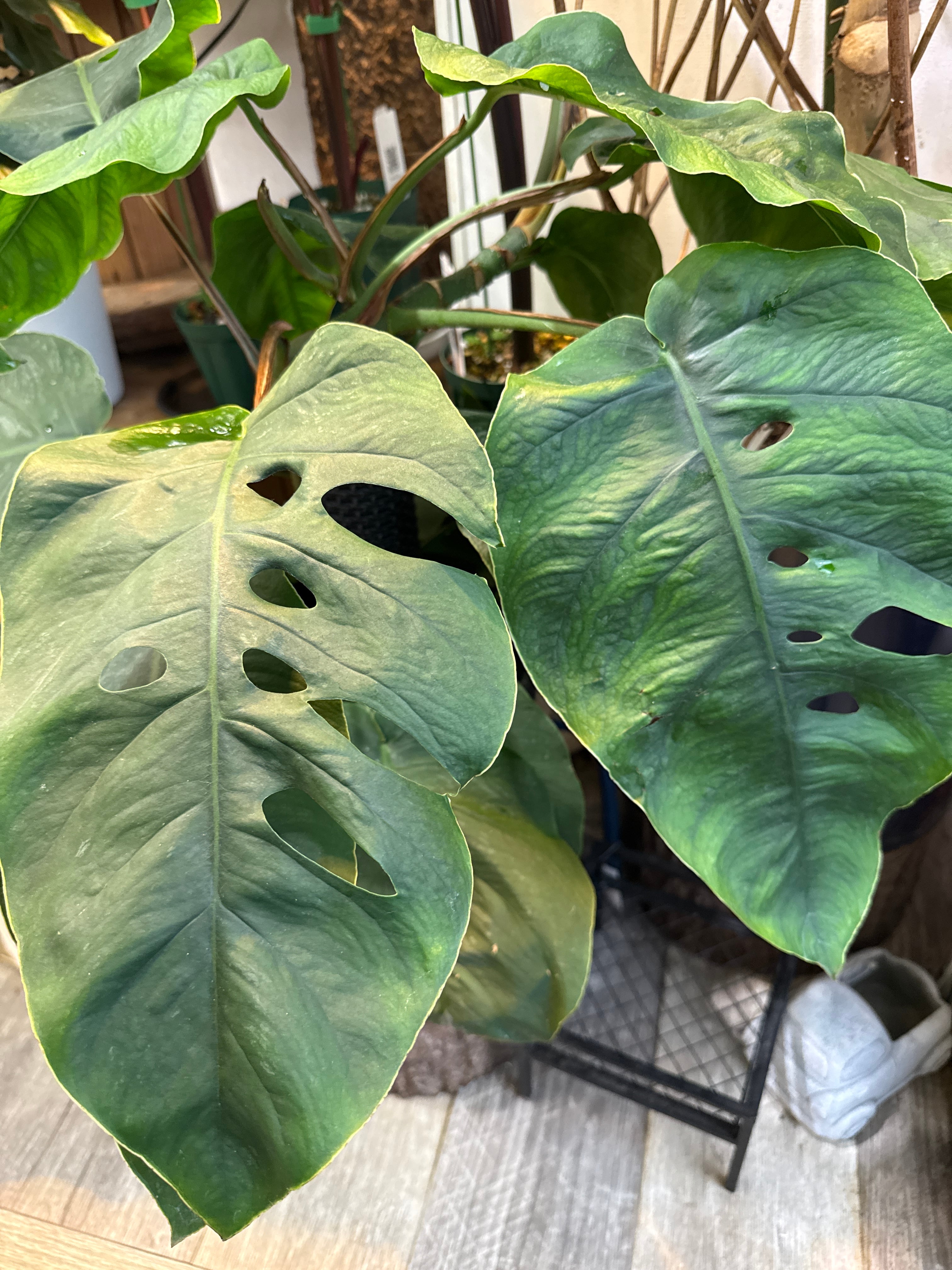 モンステラ デュビア 7号 モンステラ デュビア 7号 | Gardenえん 【観葉熱帯植物】