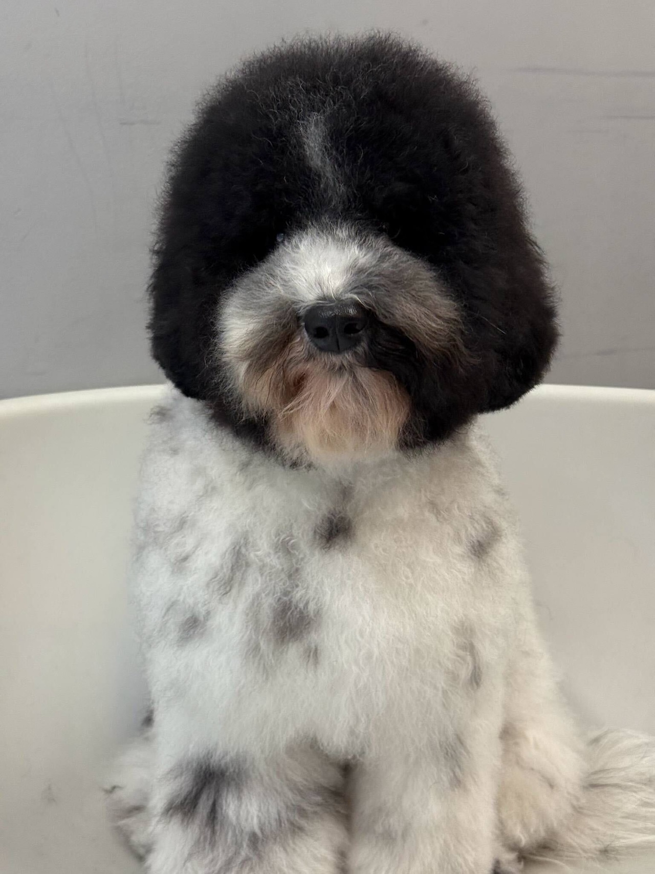 ワタガシのようなサロン仕上がりを実現ブラッシングスプレー