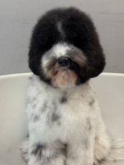 ワタガシのようなサロン仕上がりを実現ブラッシングスプレー