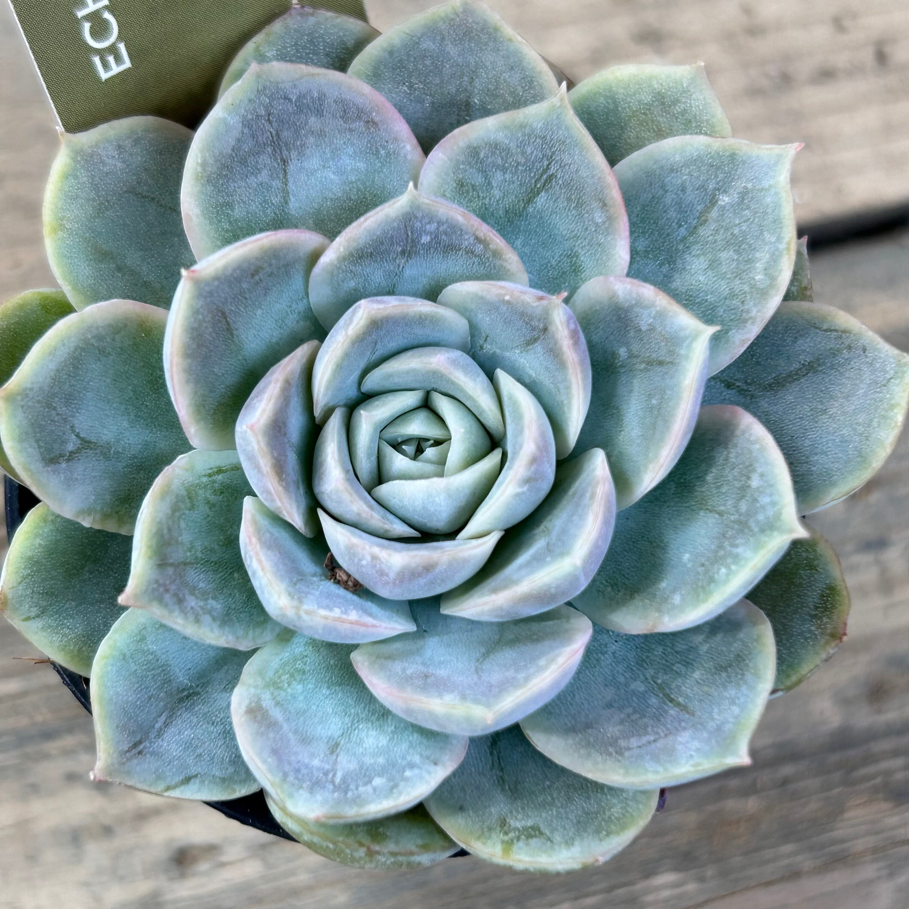 アークティックアイス | RuPo 多肉植物専門店