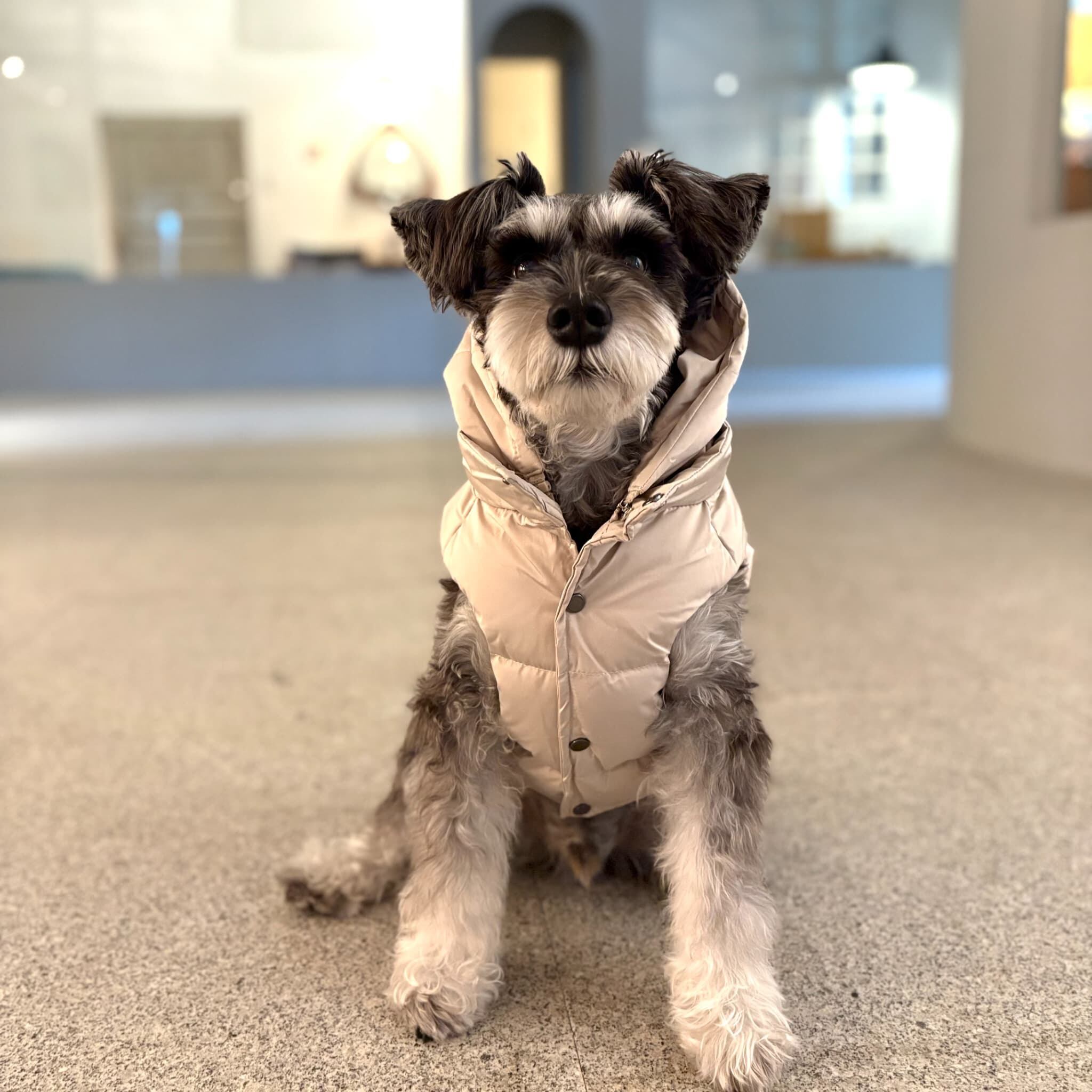 寒い季節の防水ダウン！【maxbone（マックスボーン）】フーディダウン